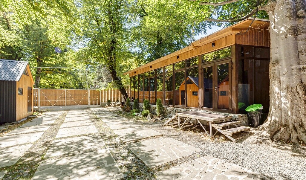 Фото Чинара