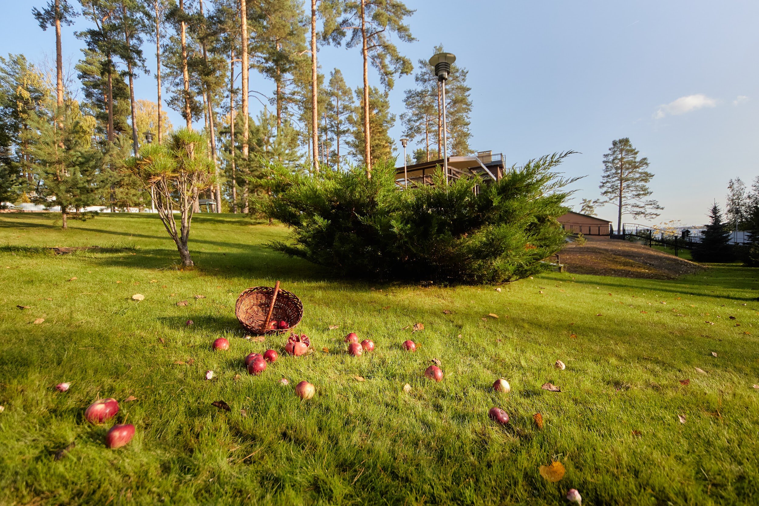 Фото Северный сад