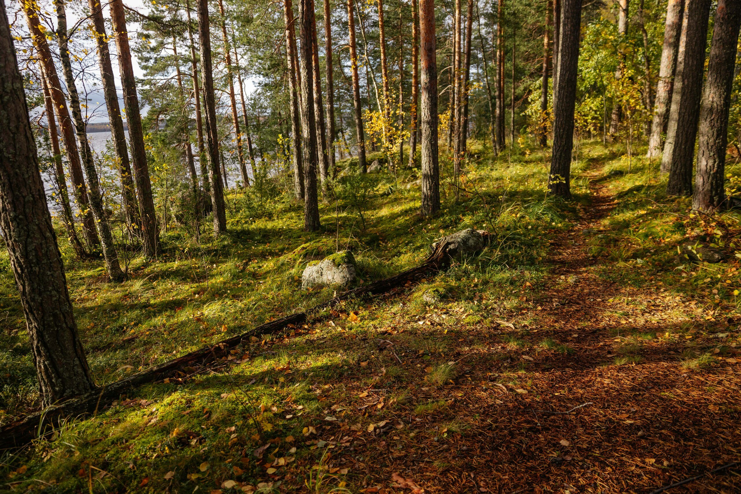 Фото Северный сад