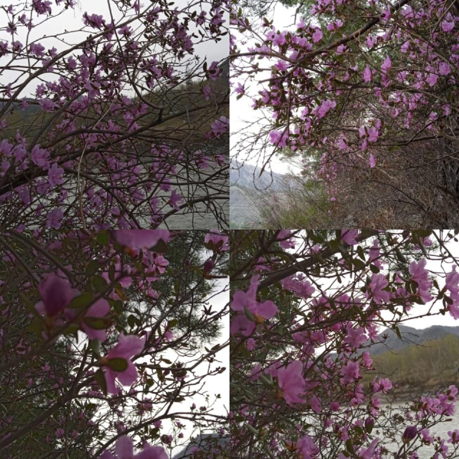 Фото Алтай Про100 отдых