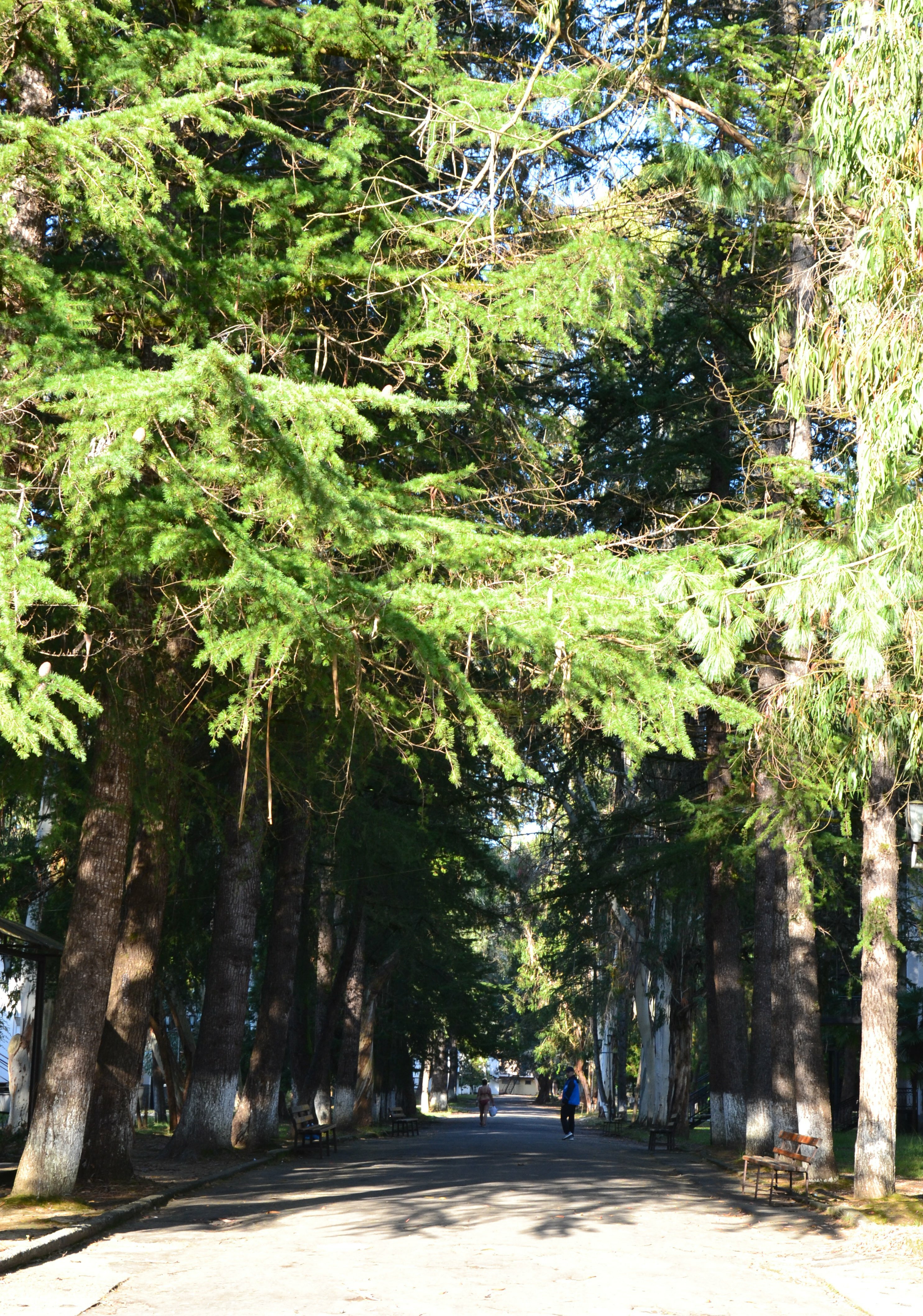 Фото Эвкалиптовая роща