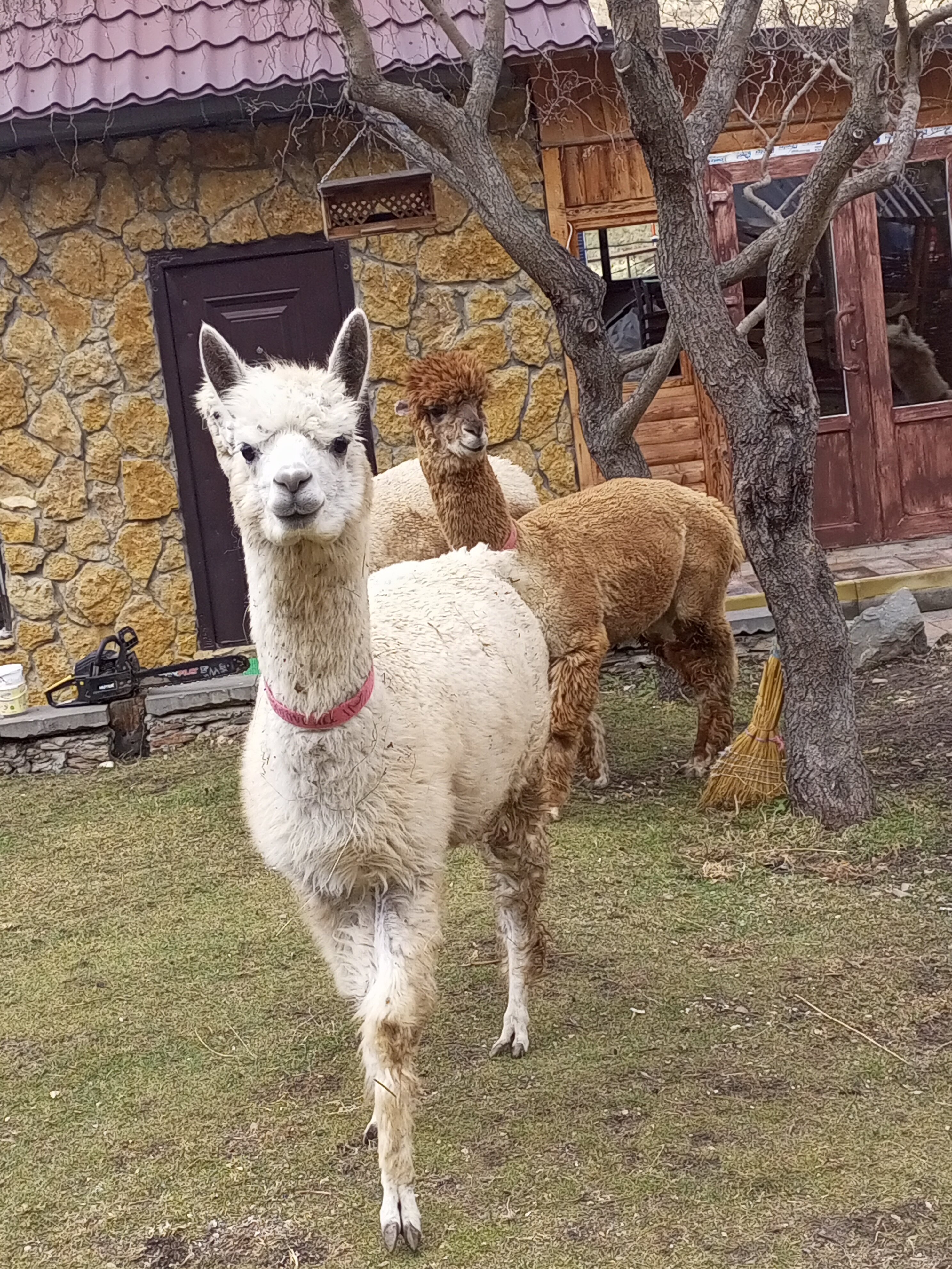 Фото Альпака