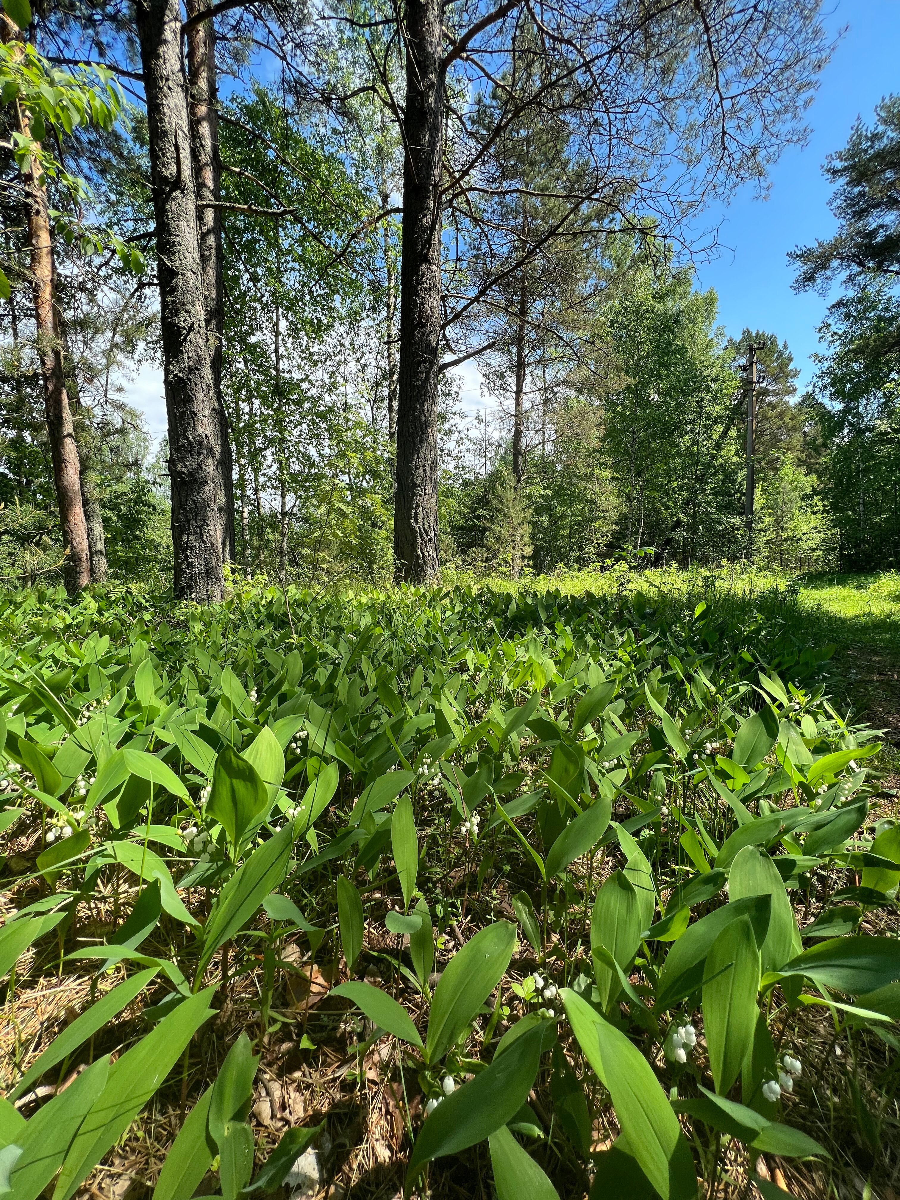 Фото Дом для загородного отдыха