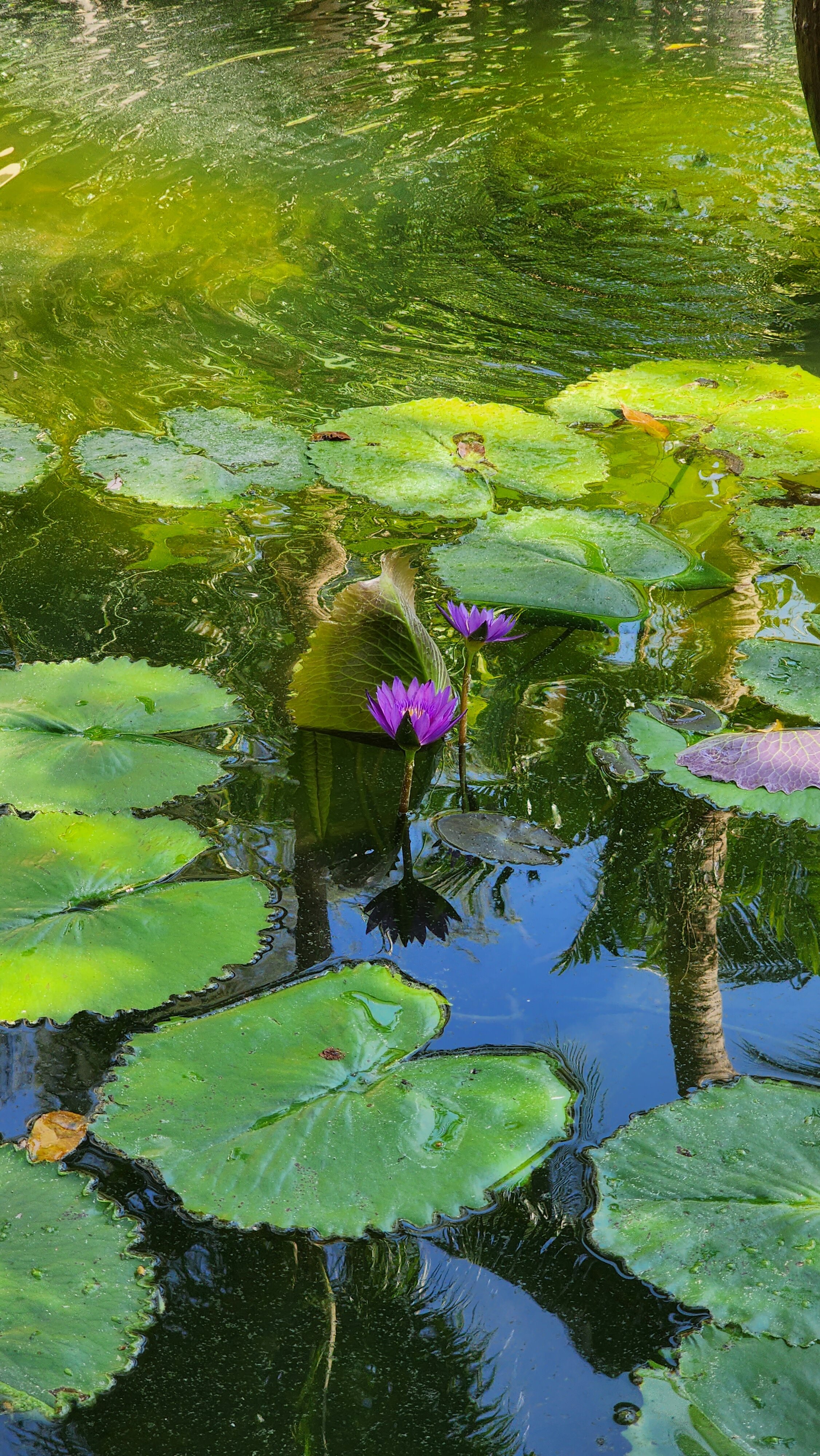 Фото Princess Kamala Beachfront Hotel