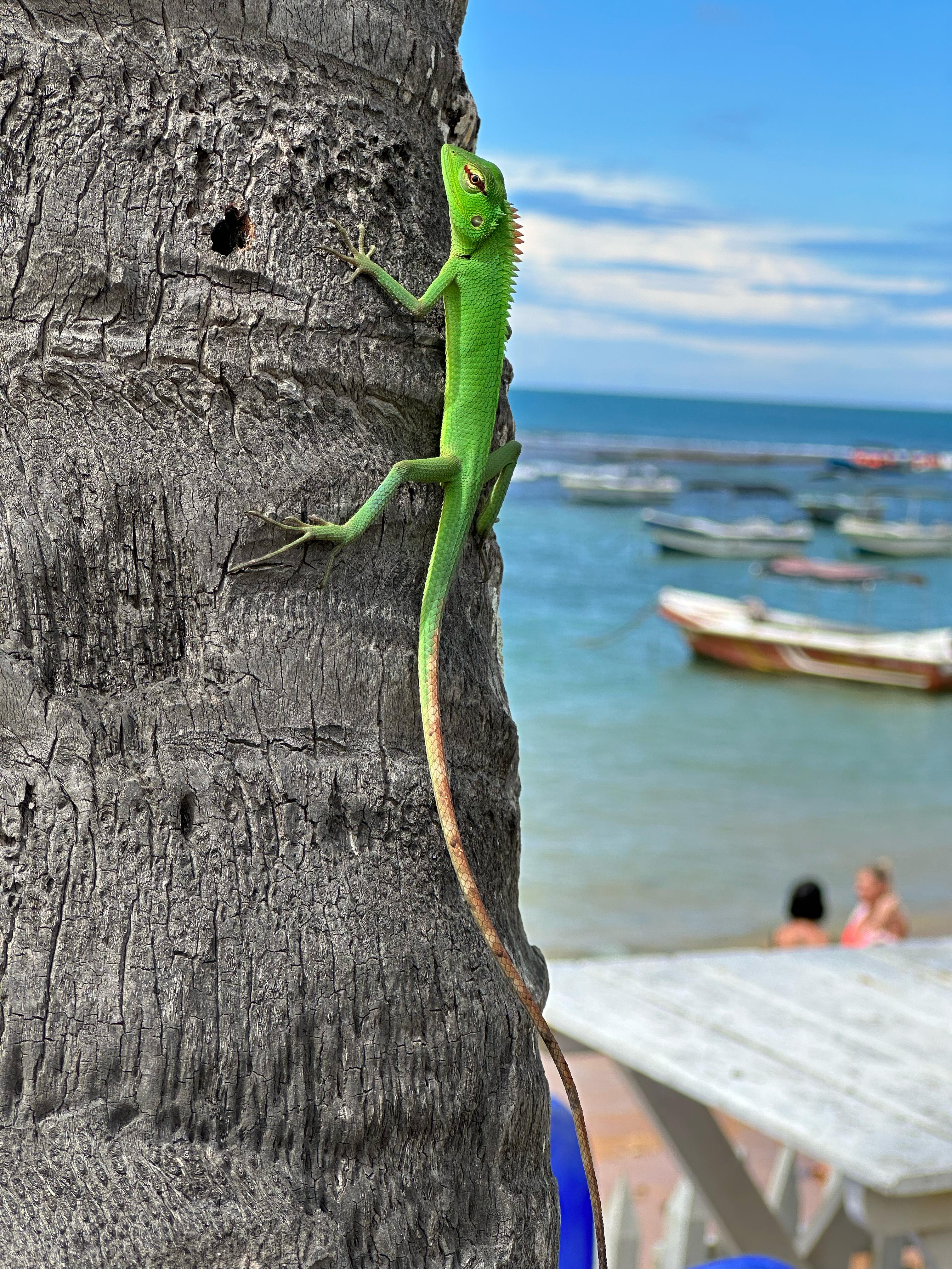 Фото Coral Sands Hotel