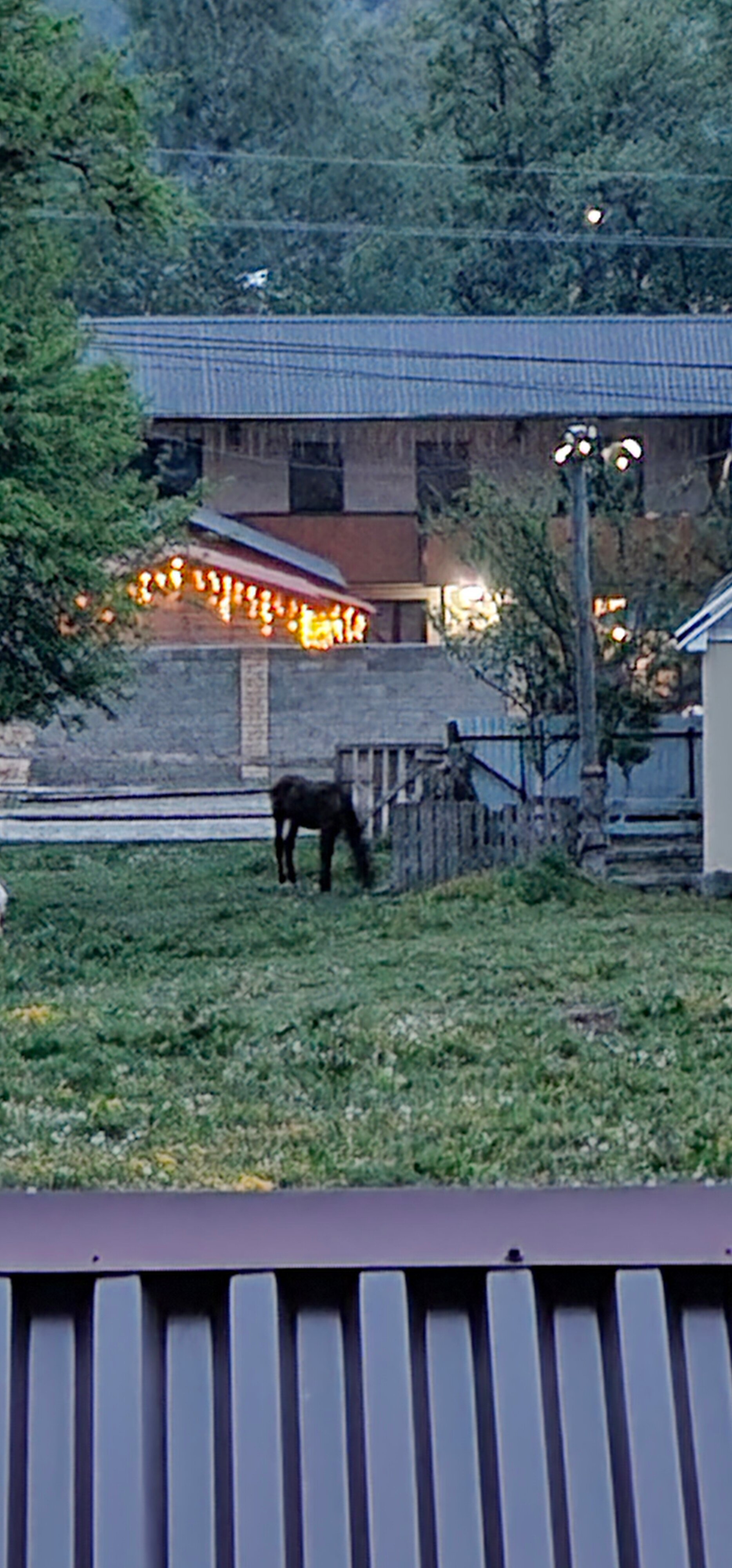 Фото Пихты Snow Point