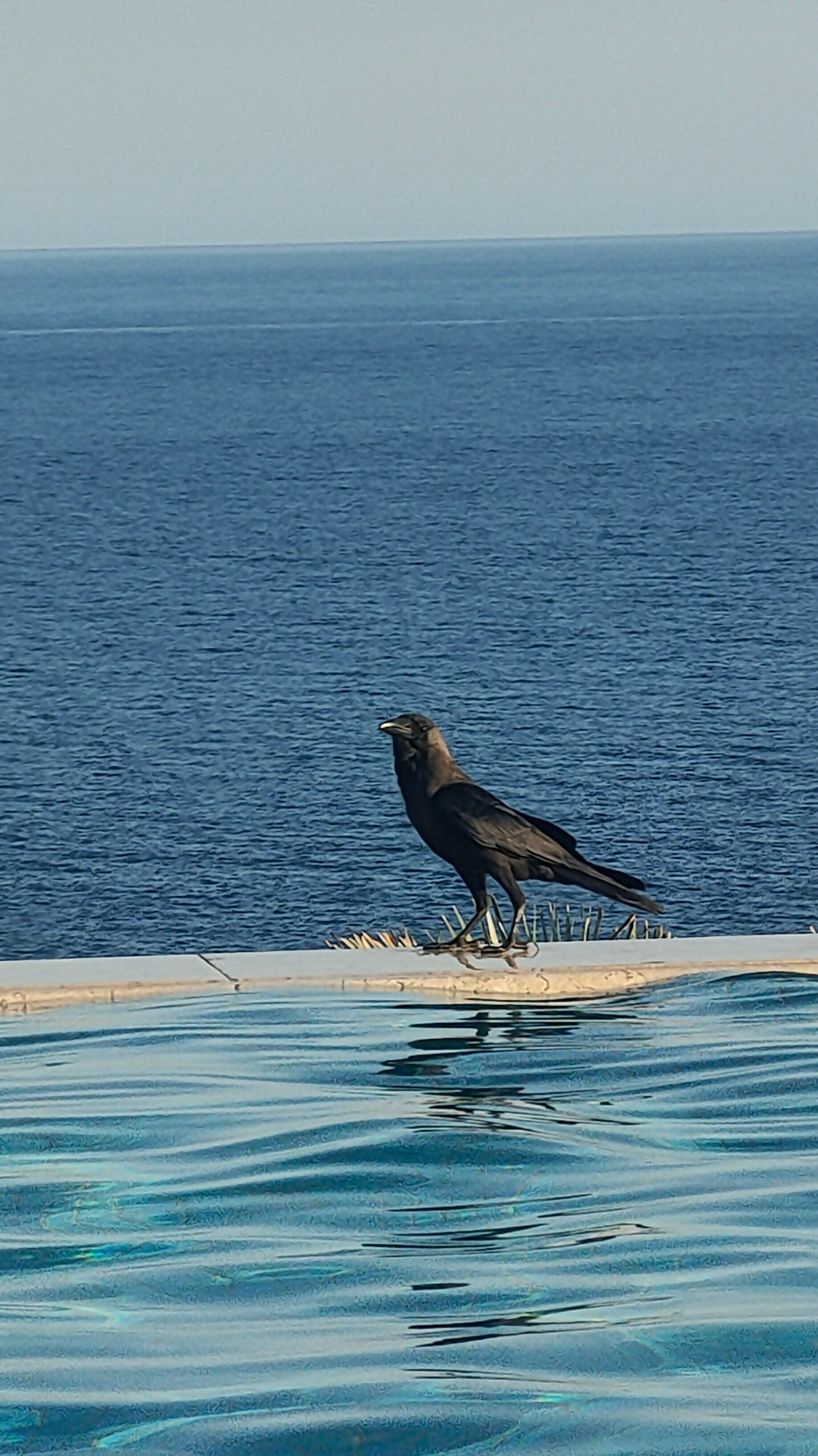 Фото Reef Oasis Blue Bay Resort