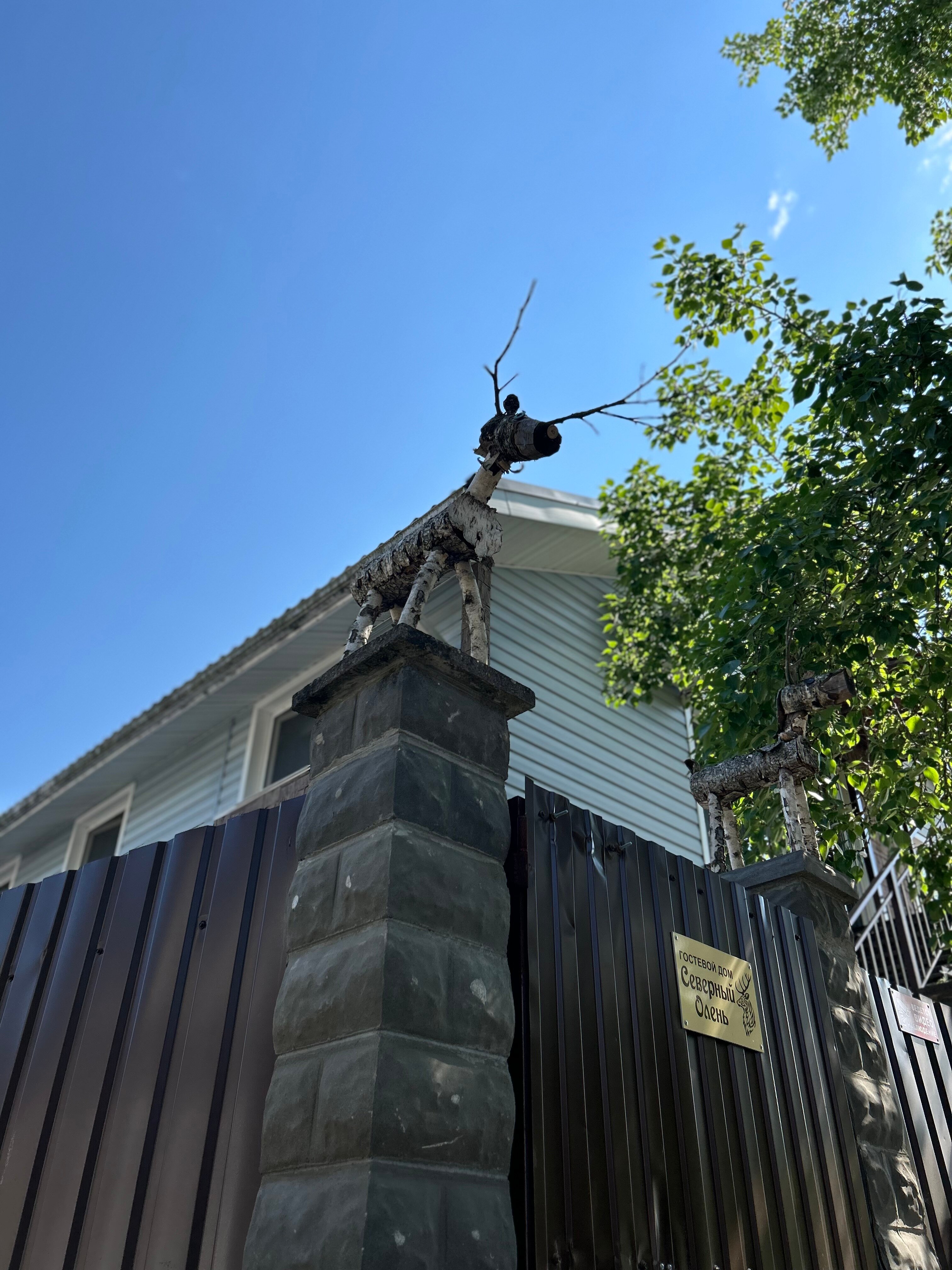 Фото Северный олень