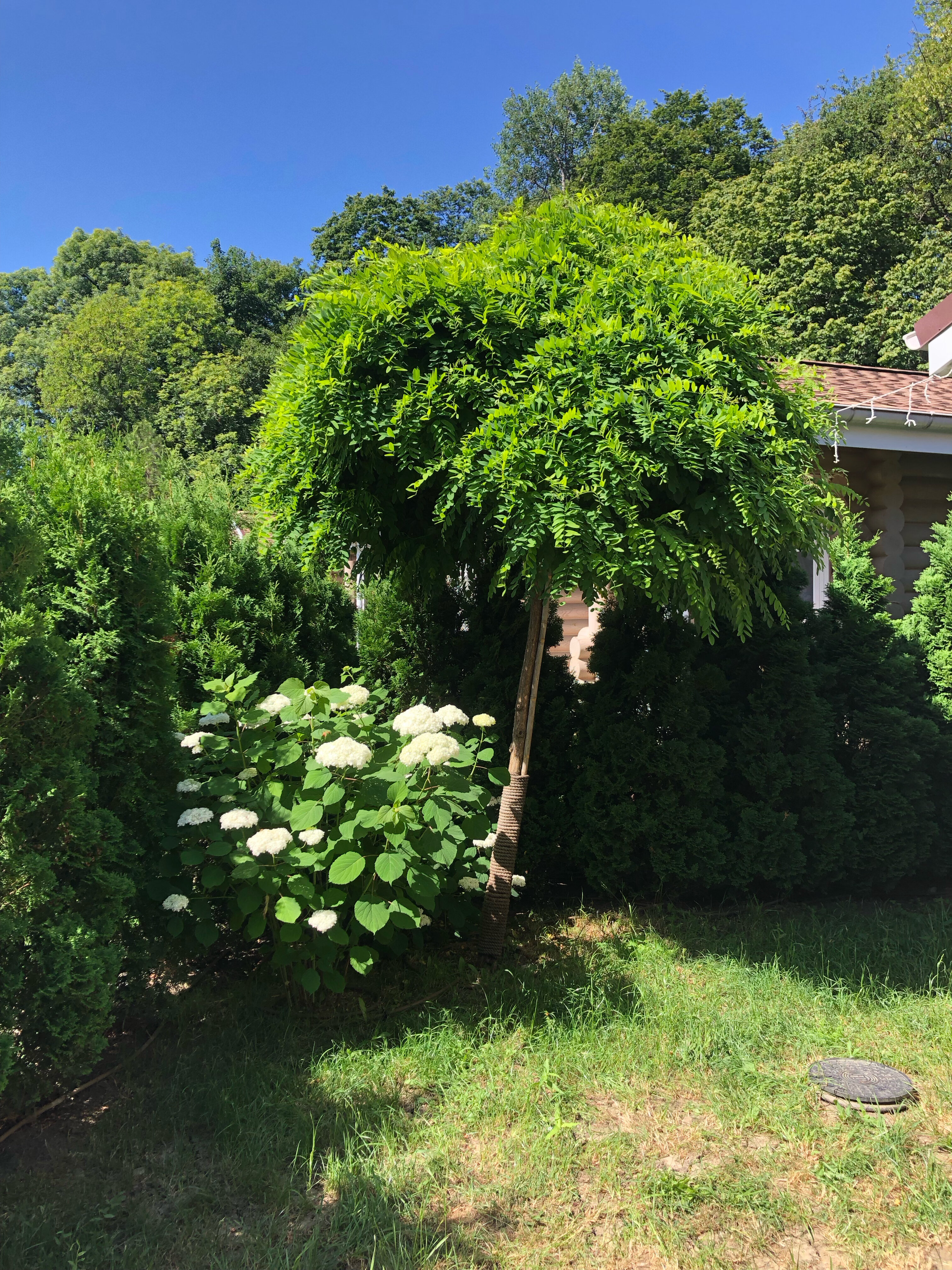 Фото Лаванда