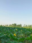 Lufix (Ferghana Region, Baghdad District, Settlement of Chek-Khitoy) ، المشاريع الزراعية