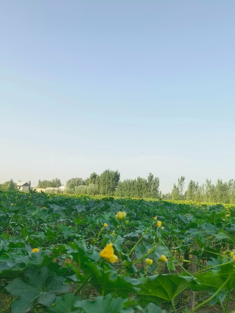 Agricultural enterprise Lufix, Fergana Province, photo