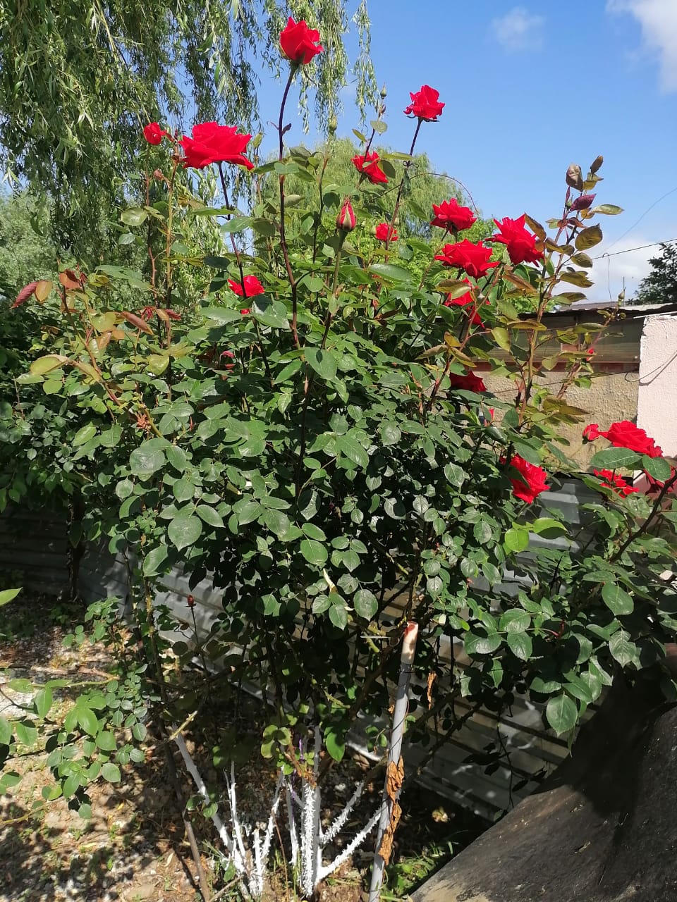 Фото Галина