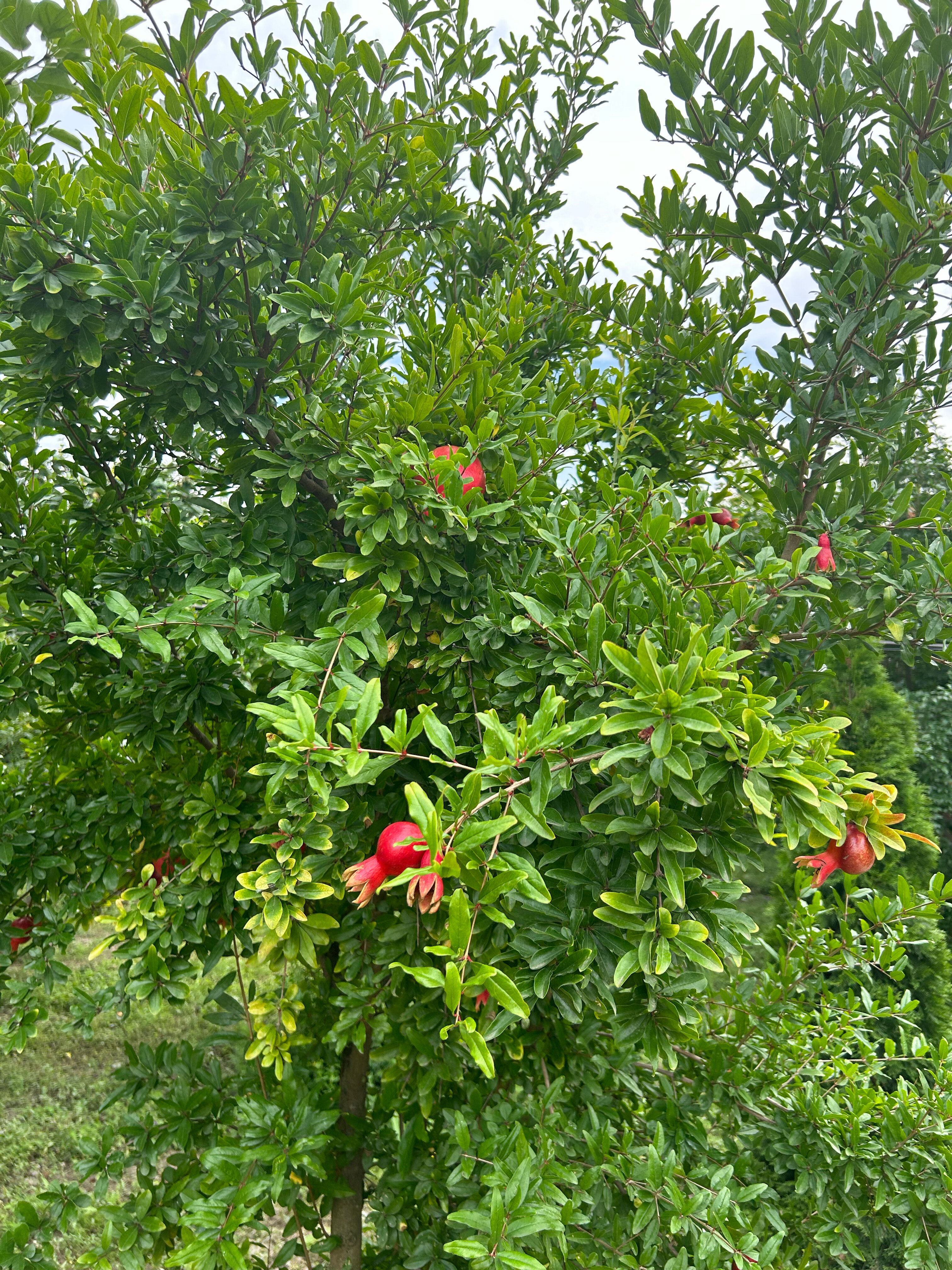 Фото Самурская Жемчужина
