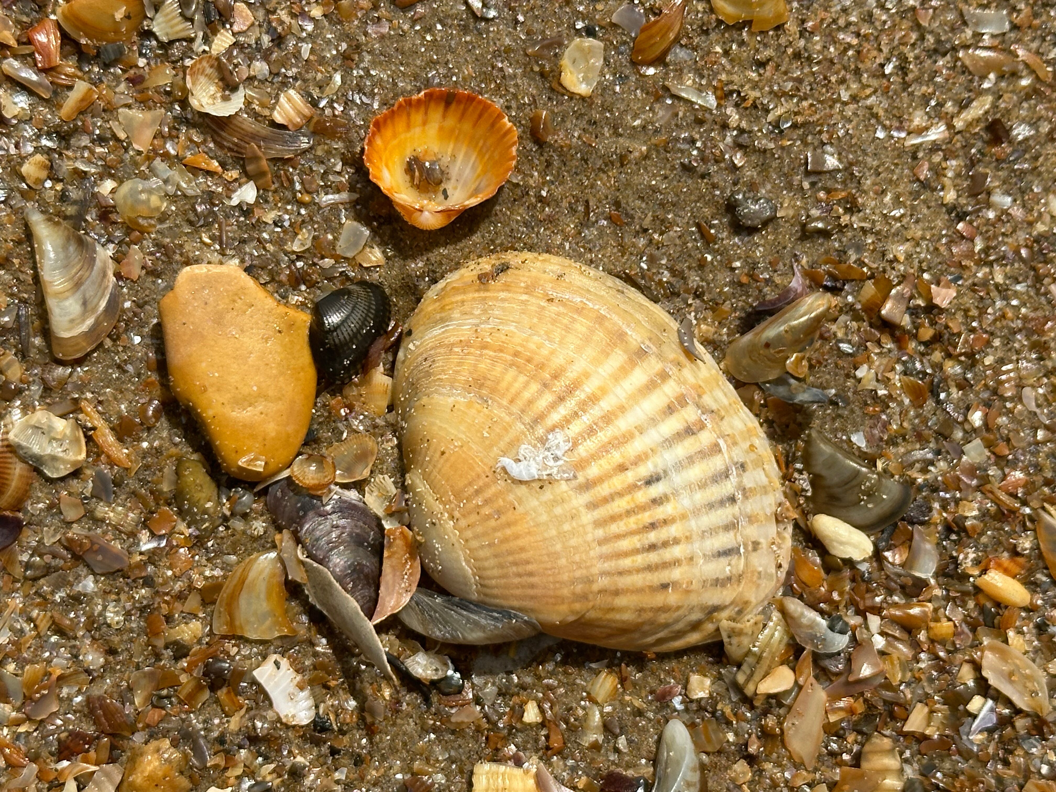 Фото Hayat Village