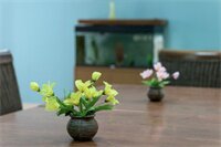 Фото Aloe Apartments & Studios