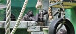 Monkeys (Bolshaya Gruzinskaya Street, 8с59), recinto de animales
