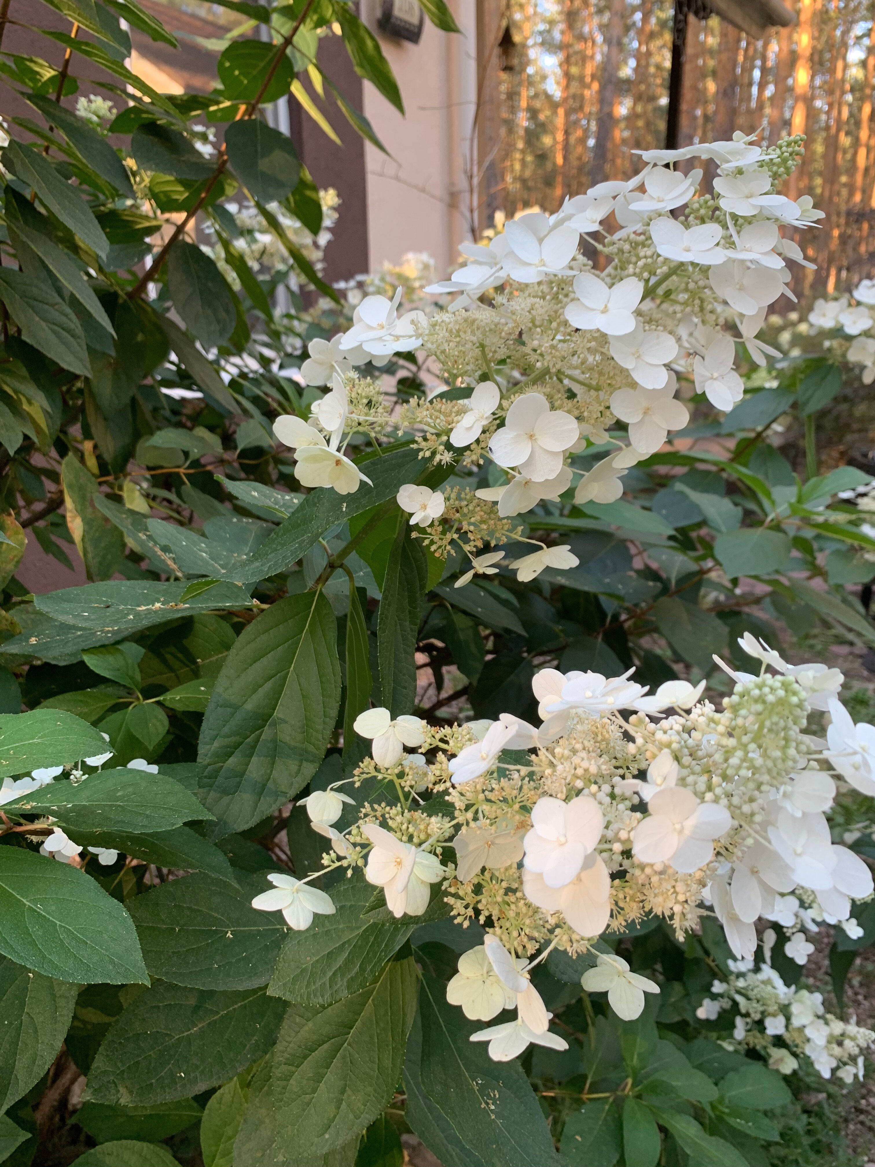 Фото ФорРест