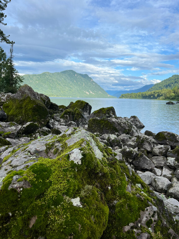 Фото Телецкое золотое