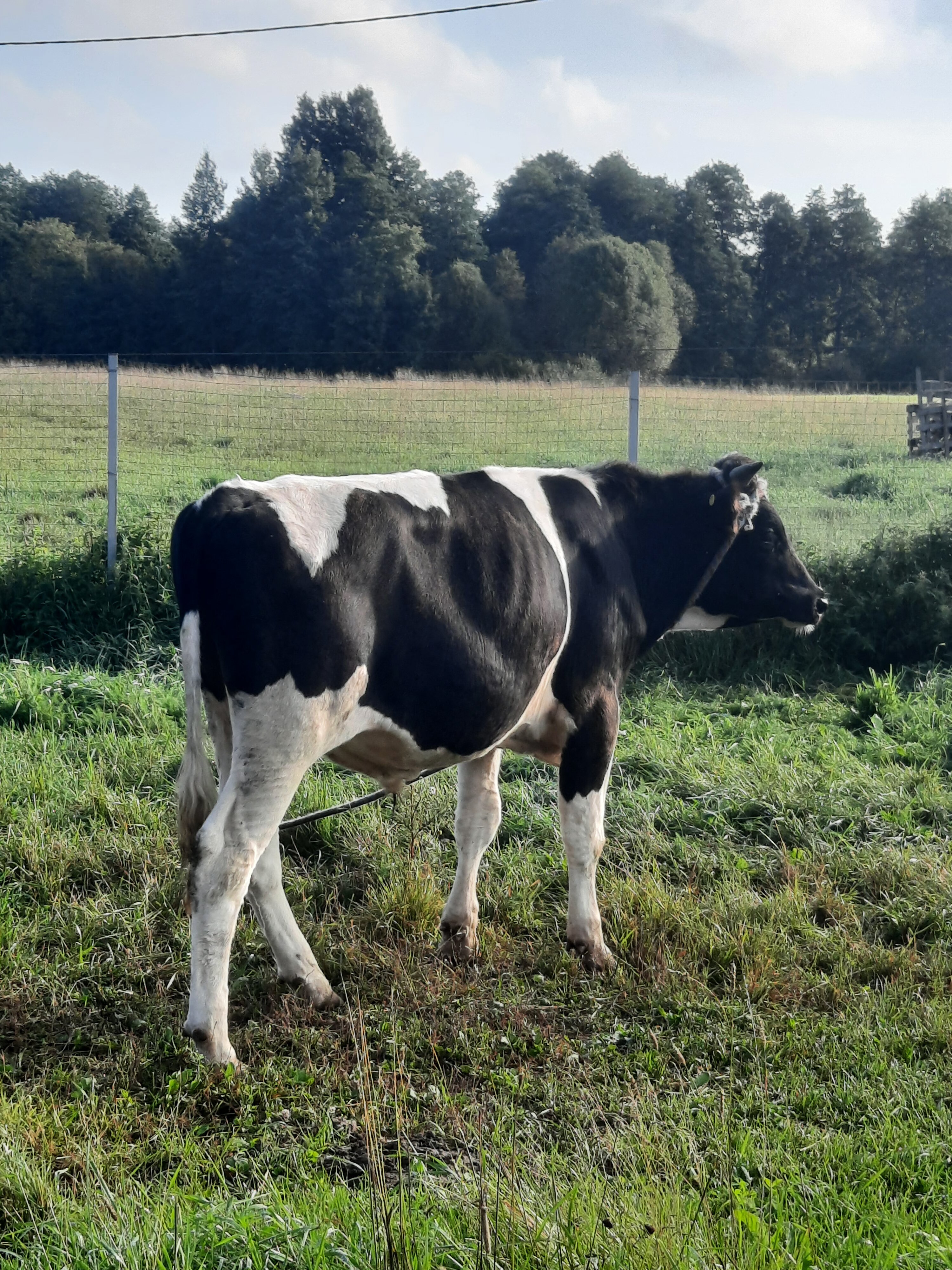 Фото Вилайоки АГРО