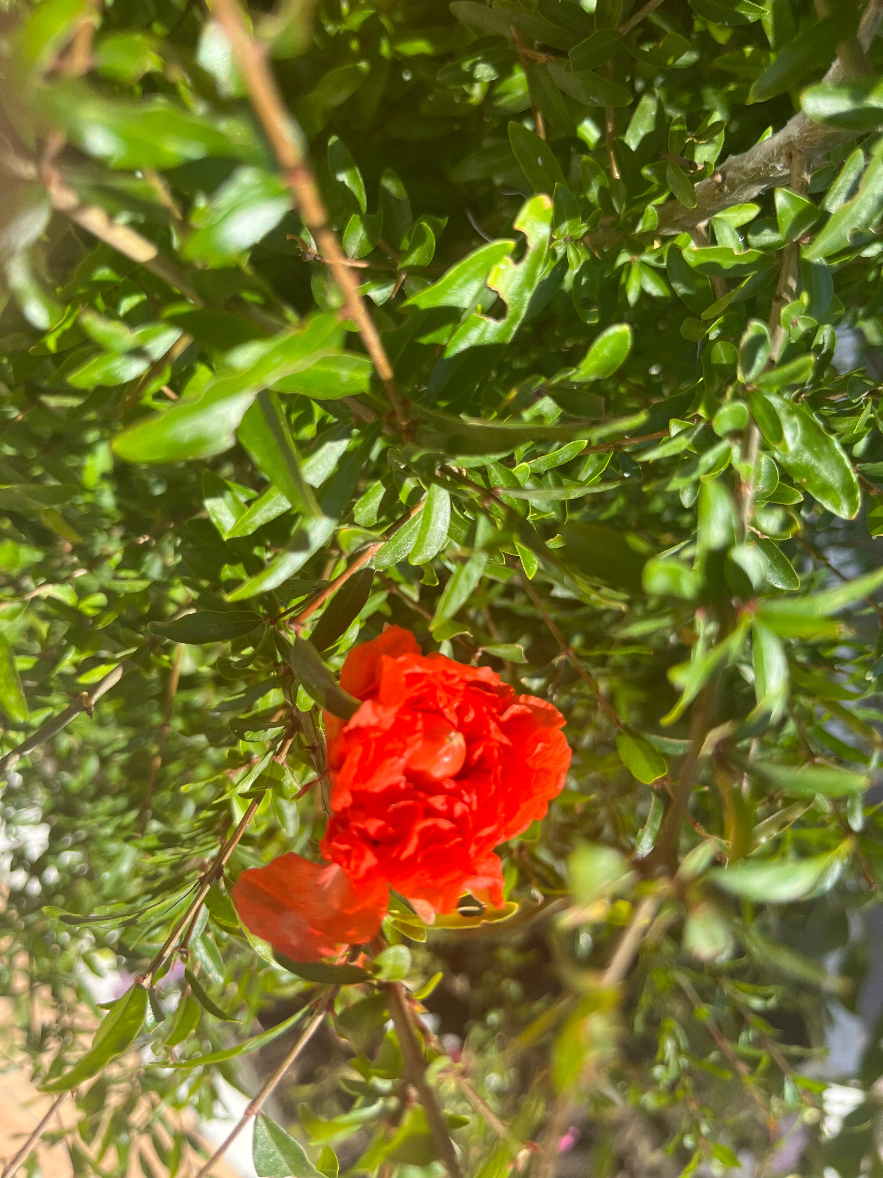 Фото Софианна