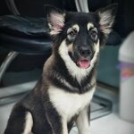 Tag Veterinary Clinic (272, Sheikh Mohammed Bin Salem Road), veterinary clinic