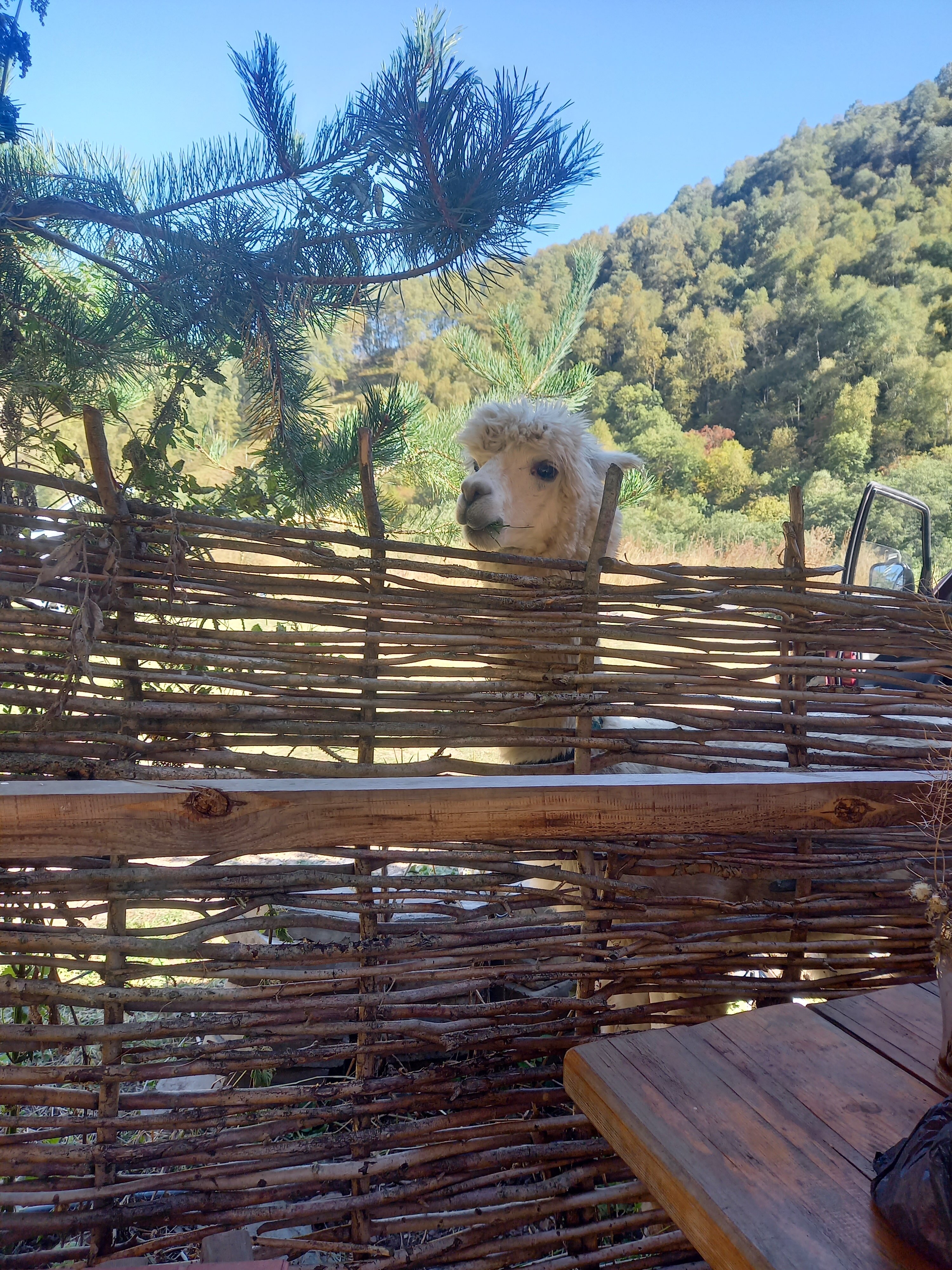 Фото Альпака