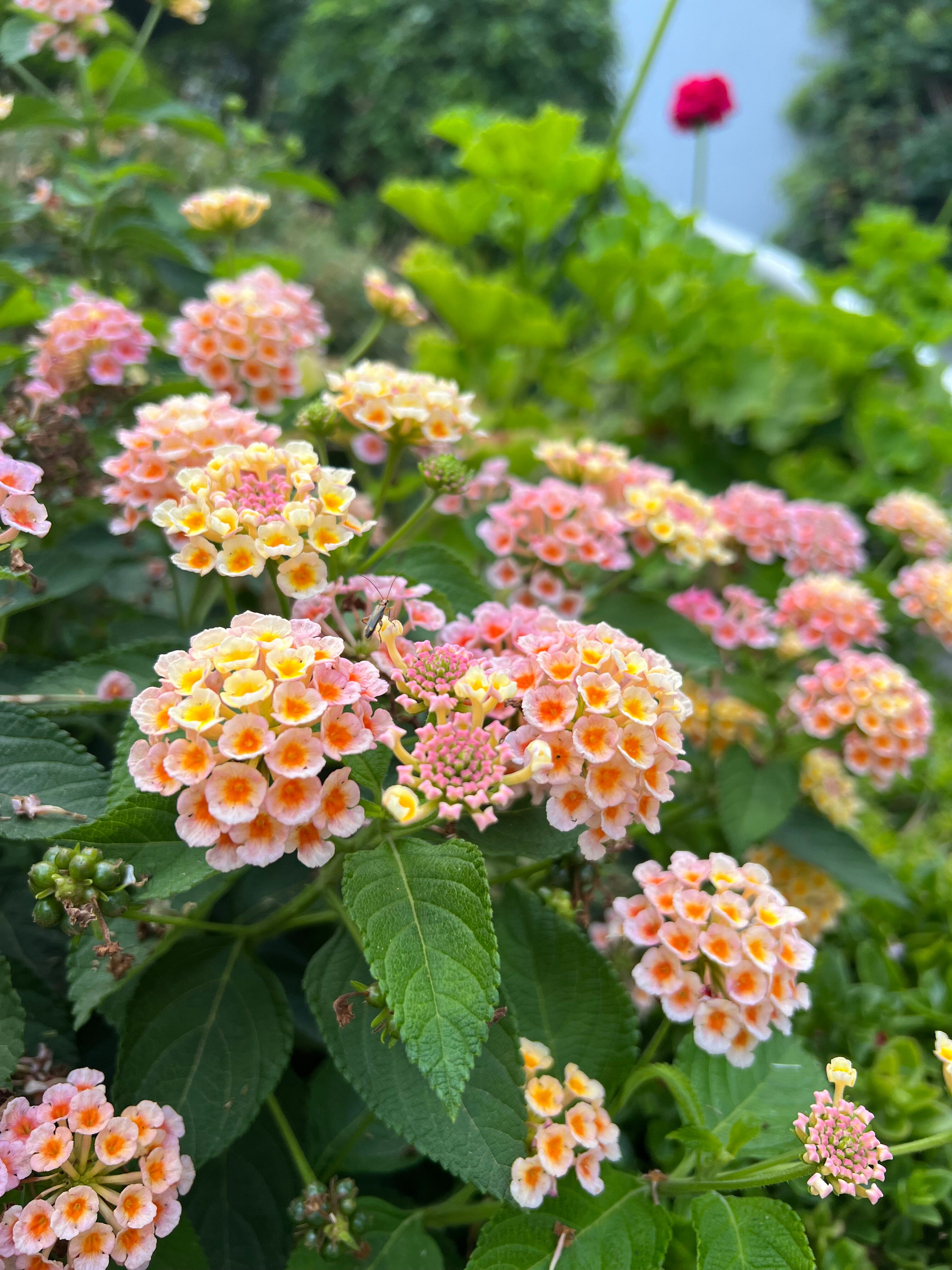 Фото Garcia Resort & Spa