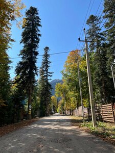 Forest Yard