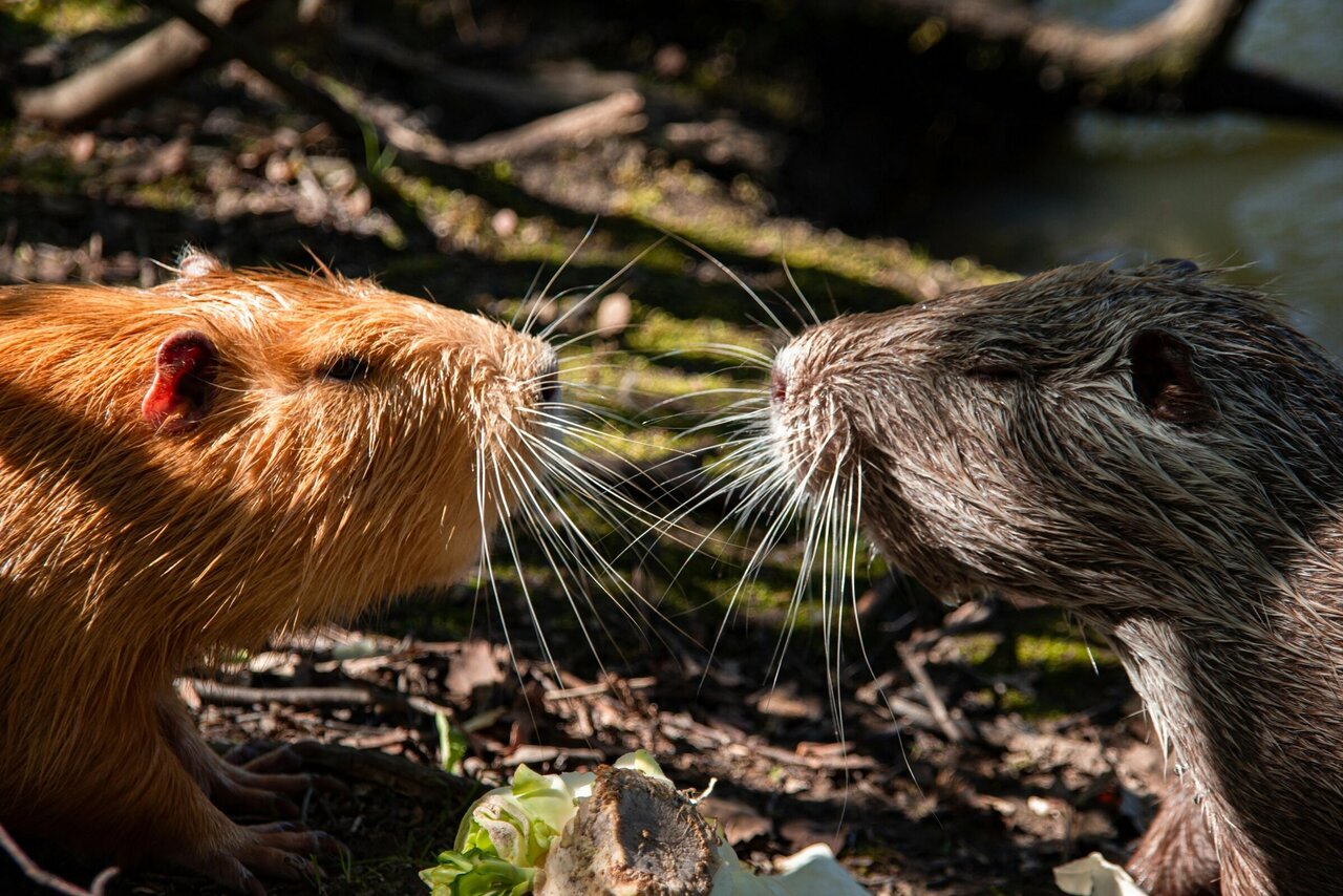 Нутриевая ферма