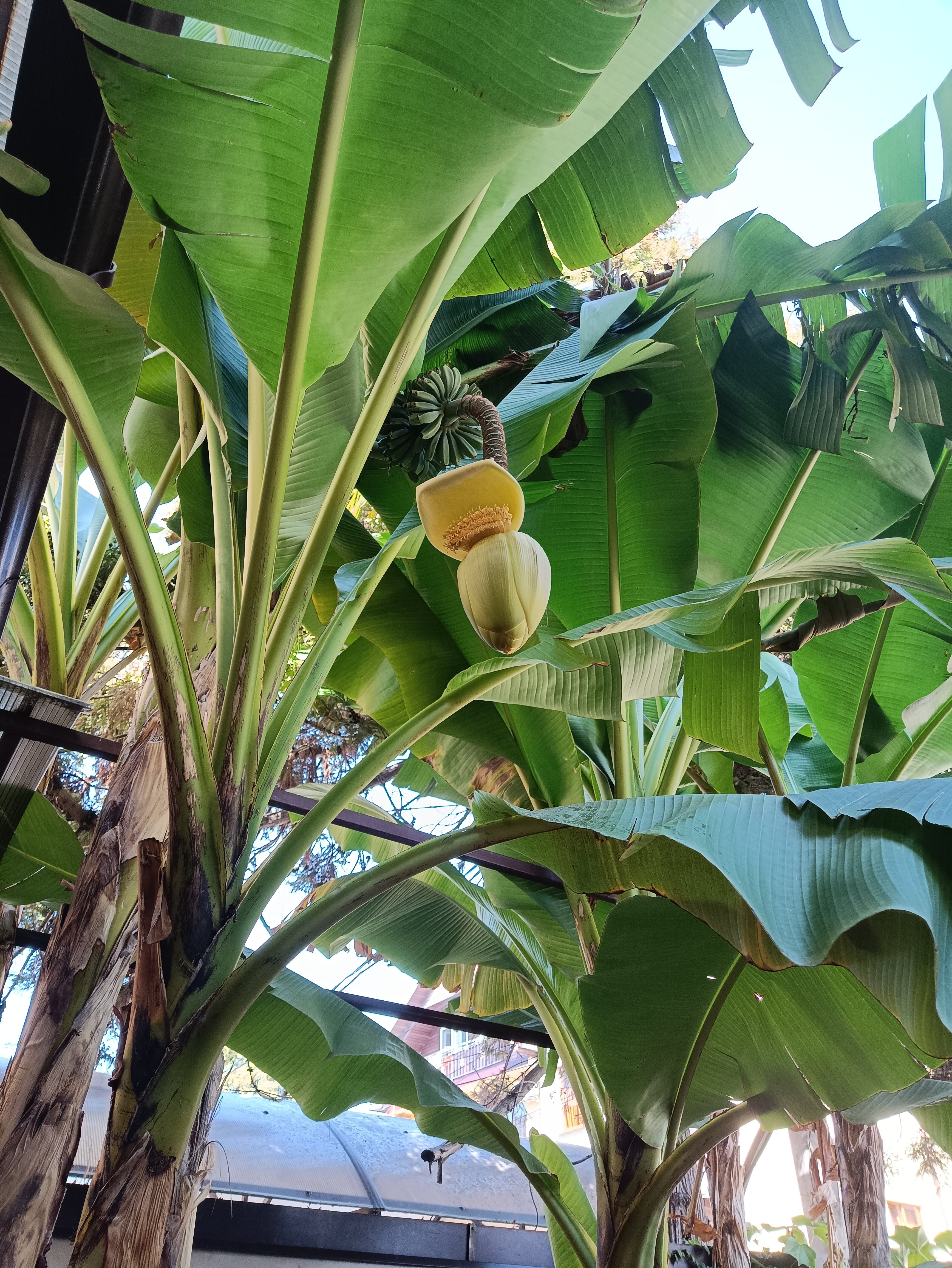 Фото Сапфир