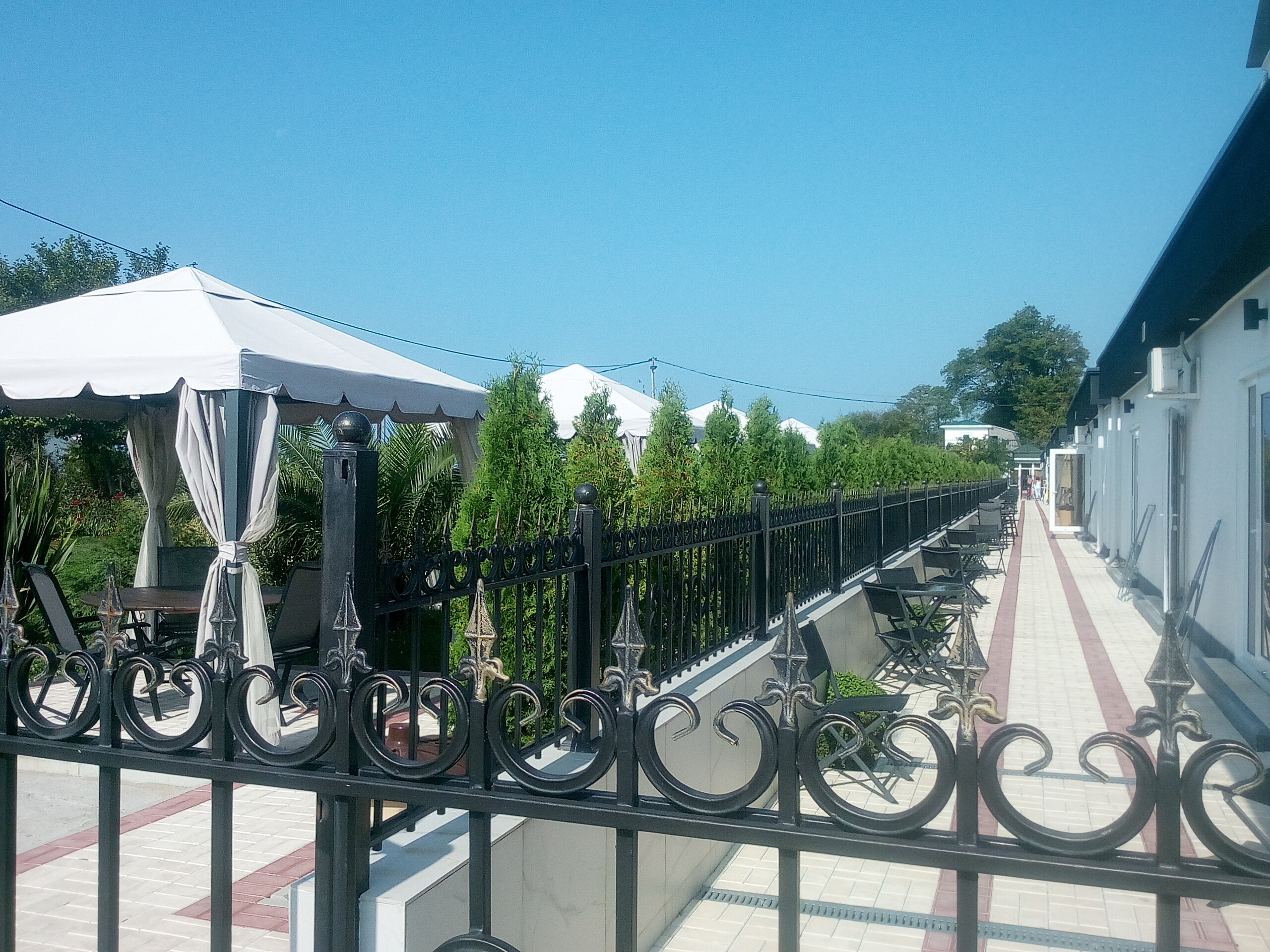 Фото Черный кот