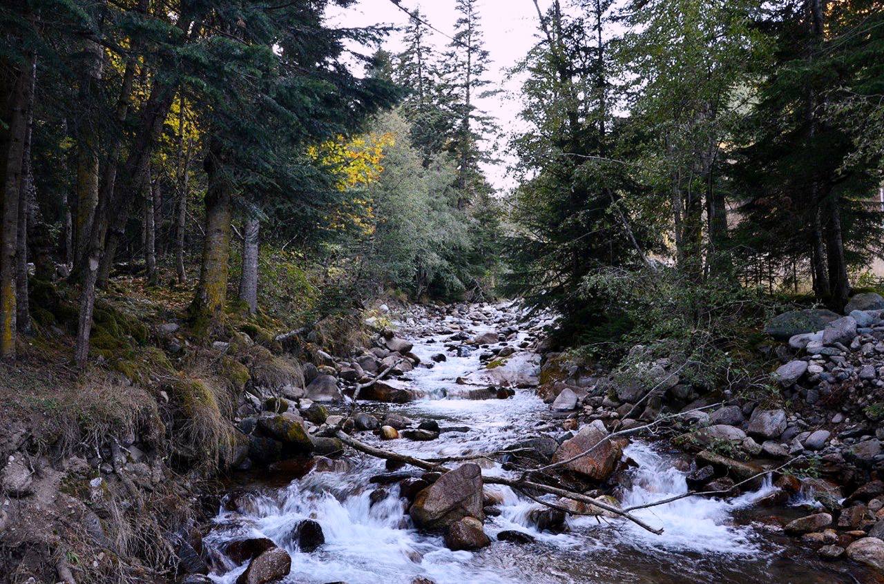 Фото Шелест