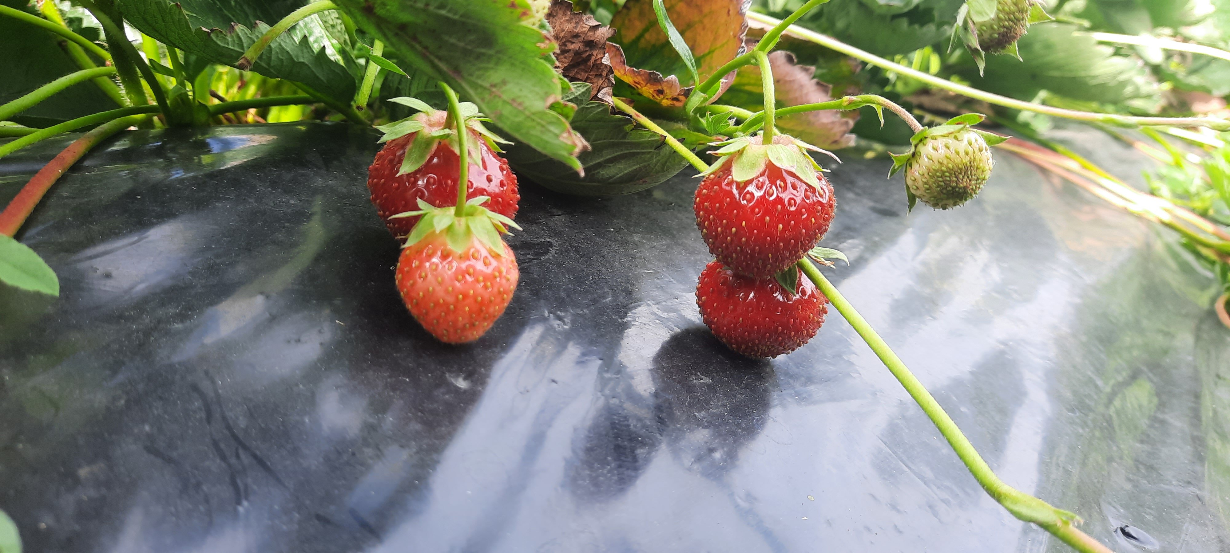 Фото Глэмпберри