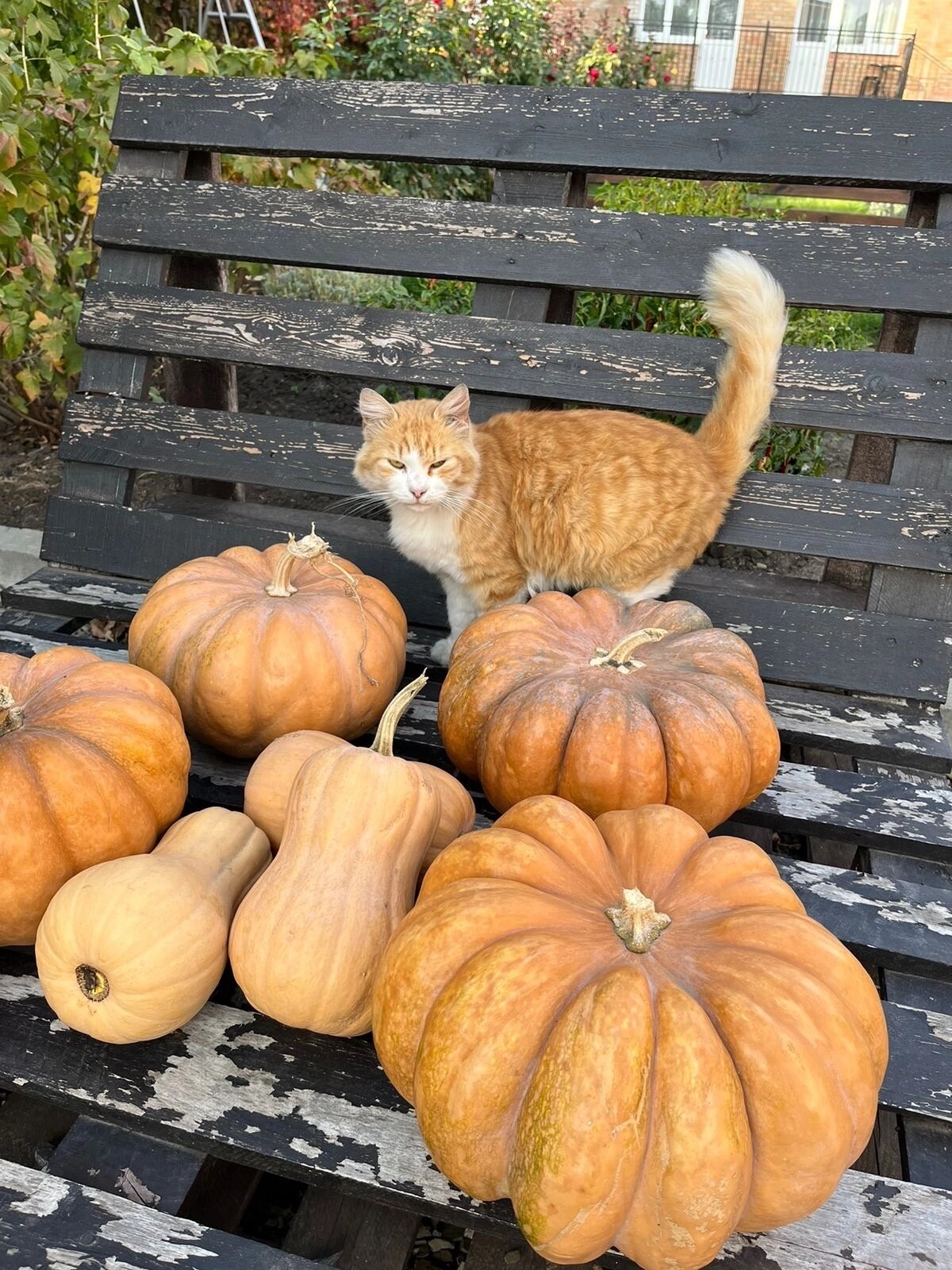 Фото Крыжовник