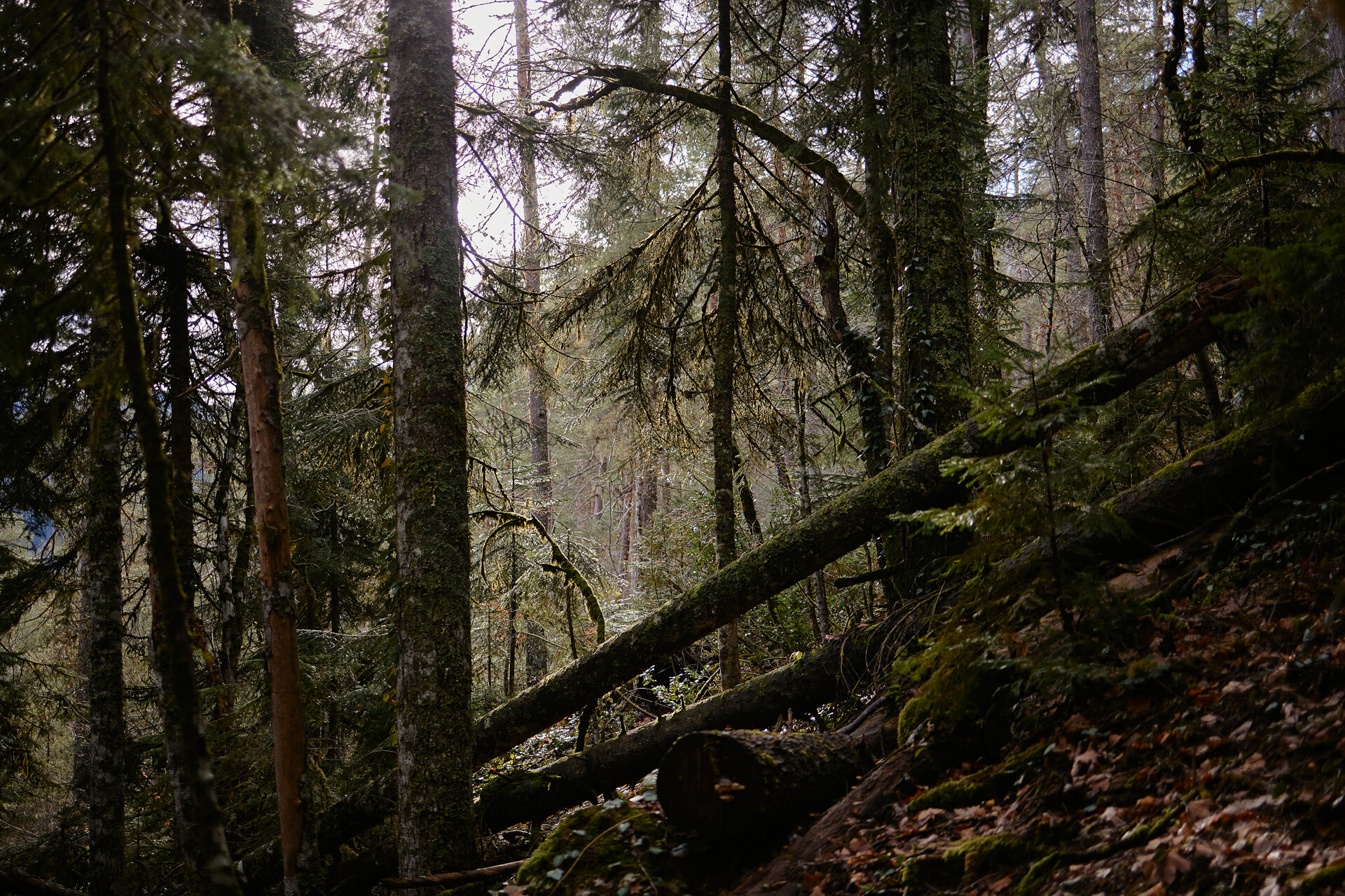Фото Панорама парк