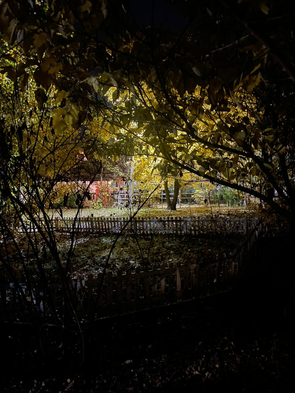 Фото Росинка