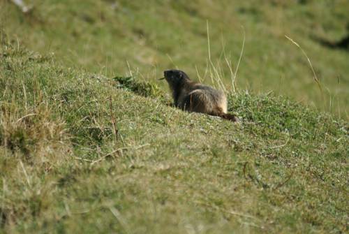 Фото Albergo Boule de Neige