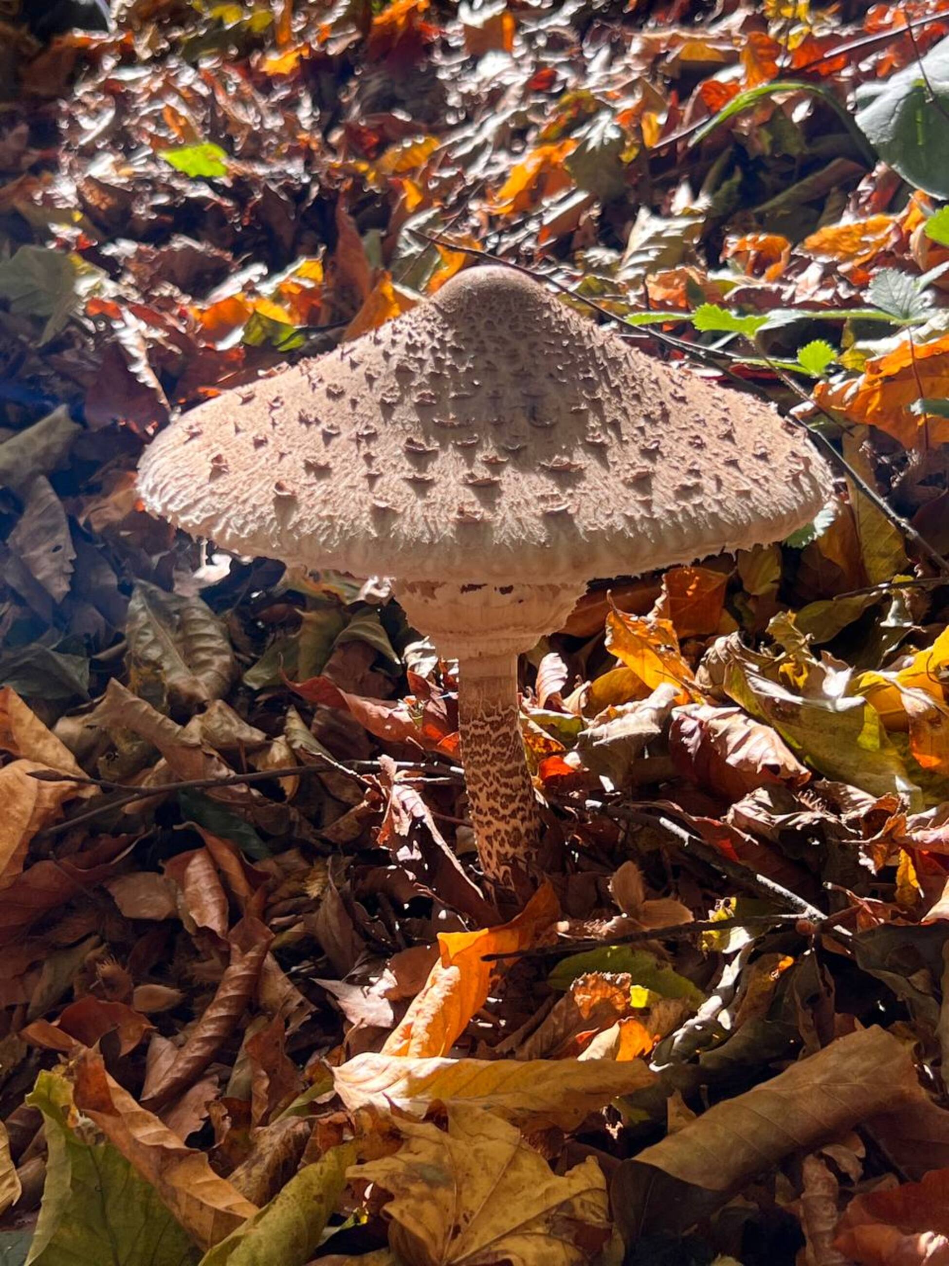 Фото Volkov Family