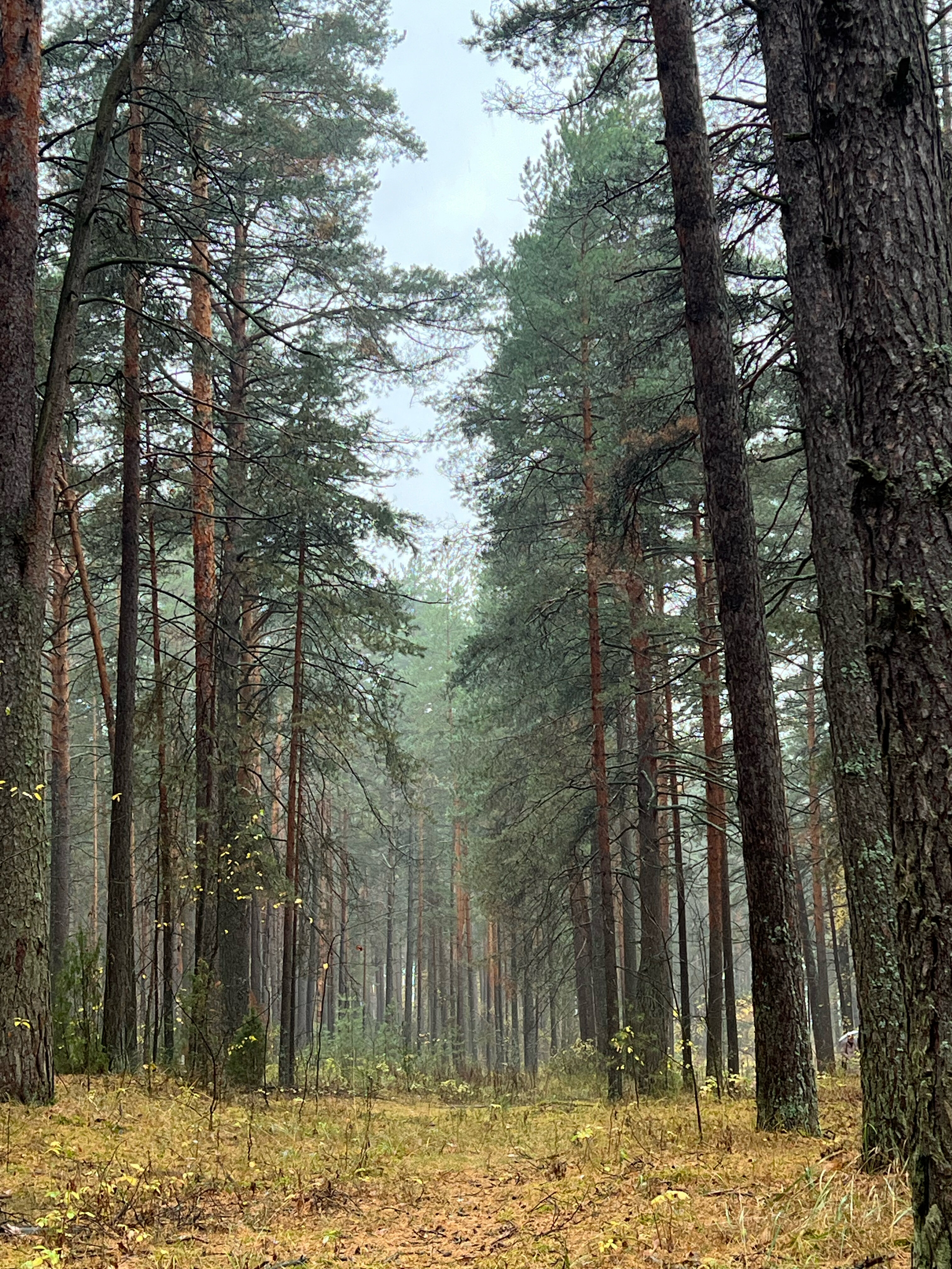 Фото Металлург