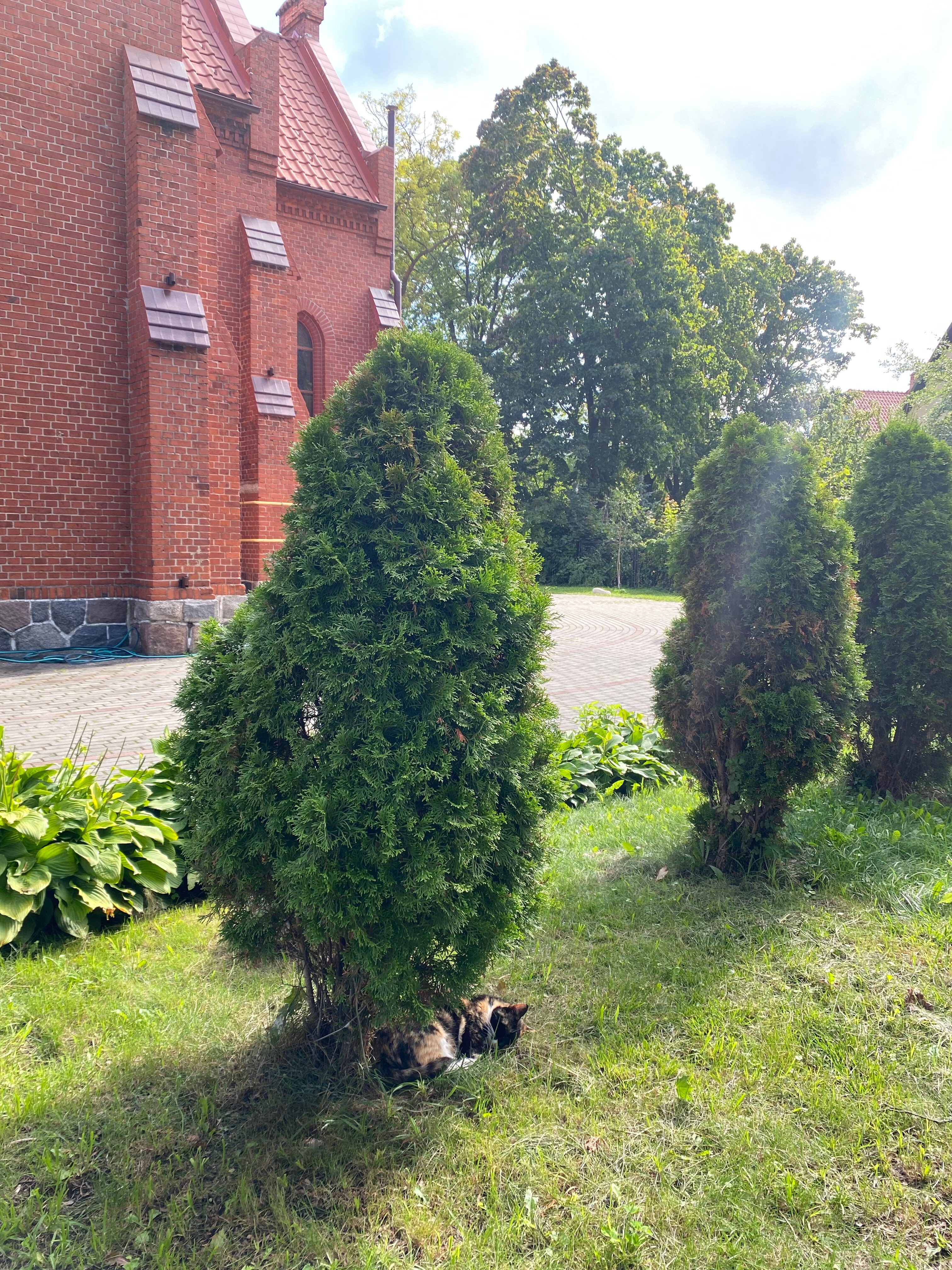 Фото Геркулес