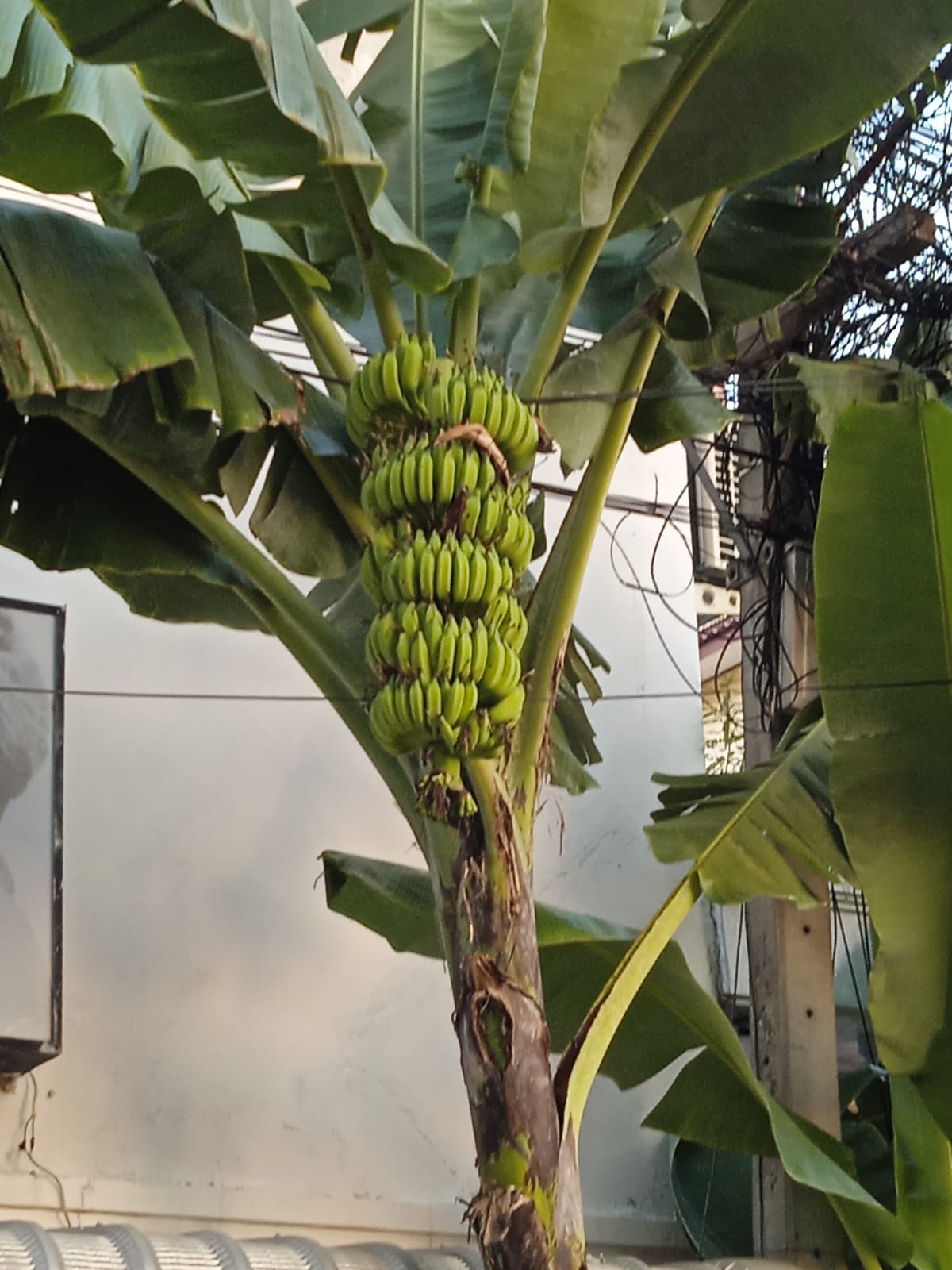 Фото Birds and Bees Resort