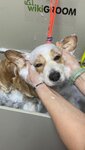 PetWool (ulitsa 40 let Oktyabrya, 1), pet salon
