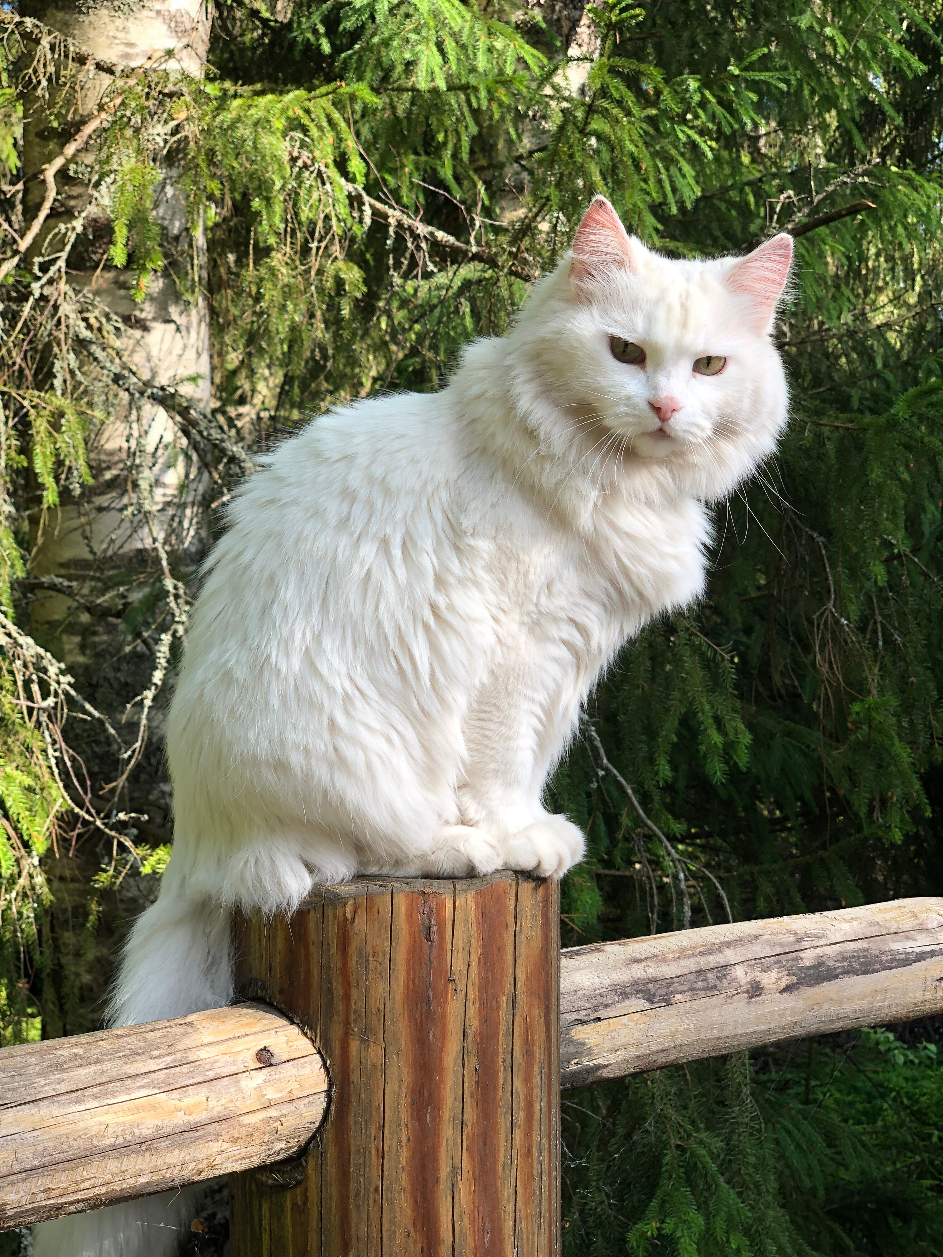 Фото Домики Иволги