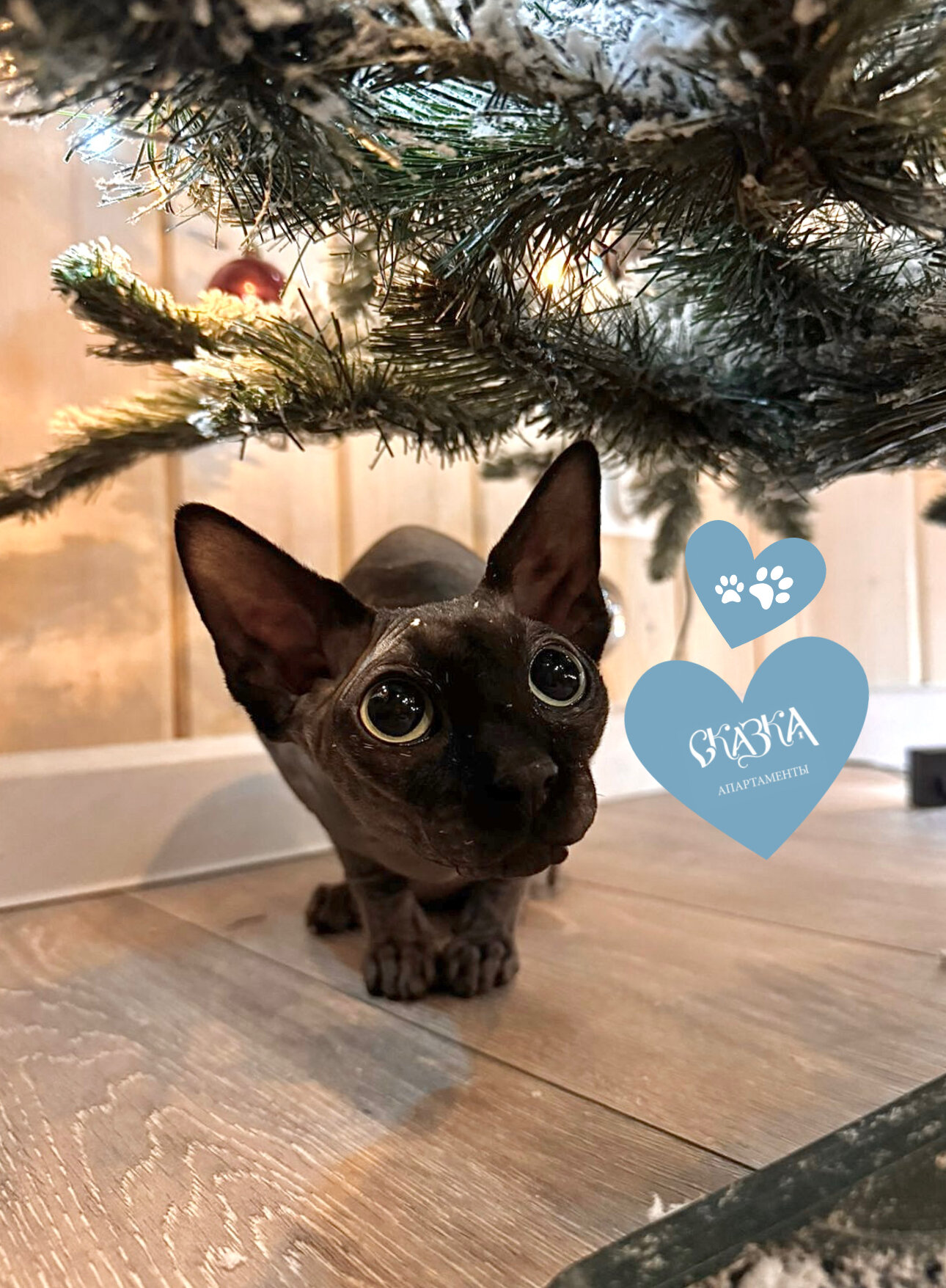 Фото Сказка