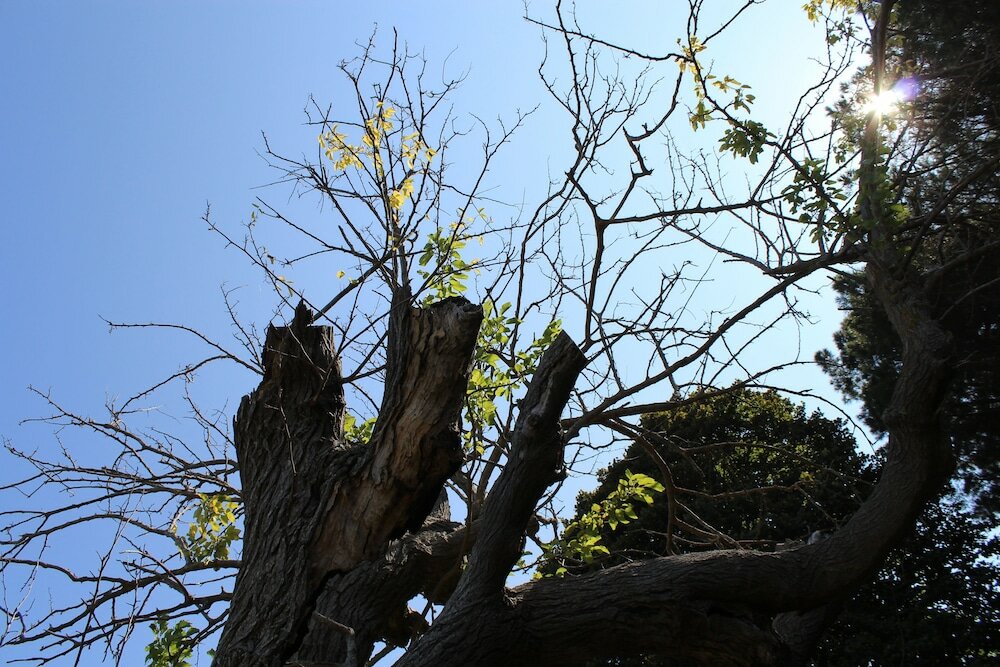 Фото Villa Musolino Country Resort