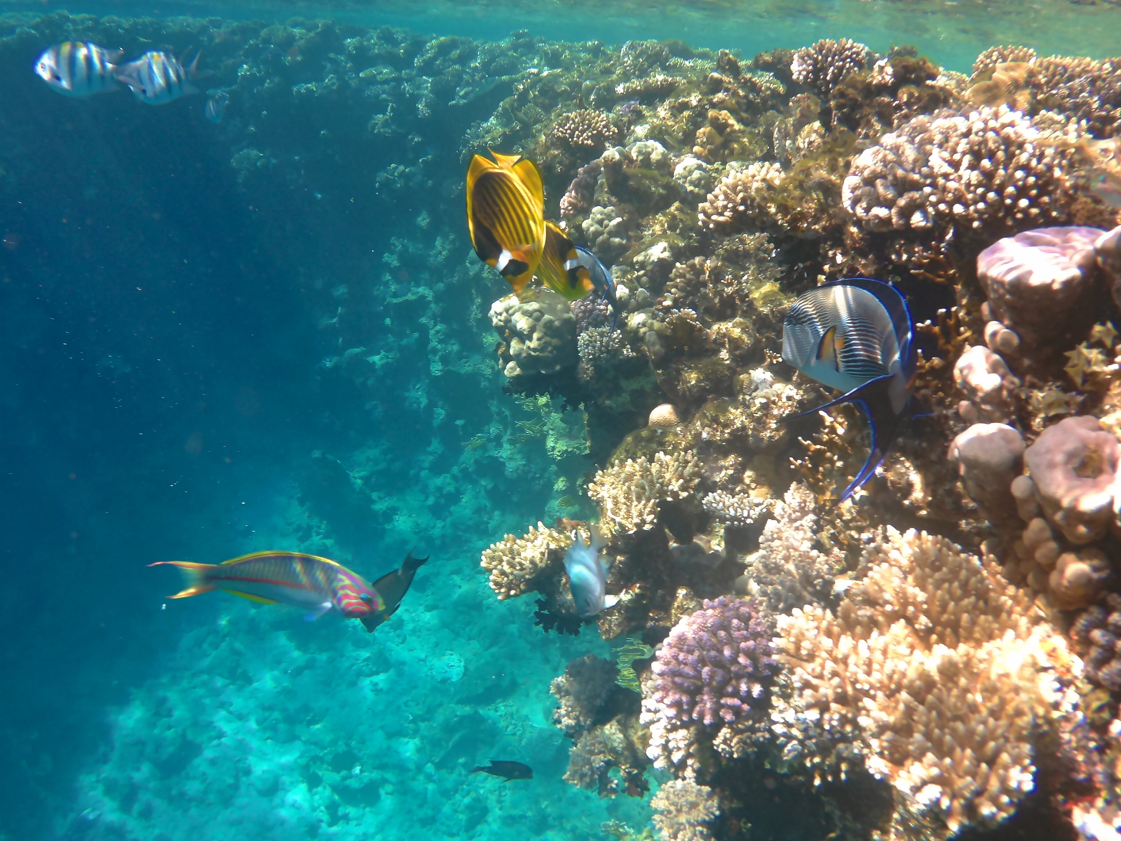 Фото Pickalbatros Golf Beach Resort