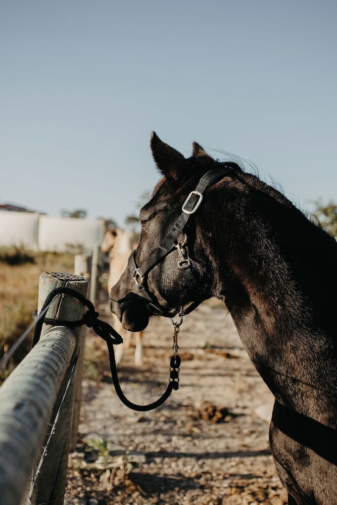 Фото Paradise Ranch
