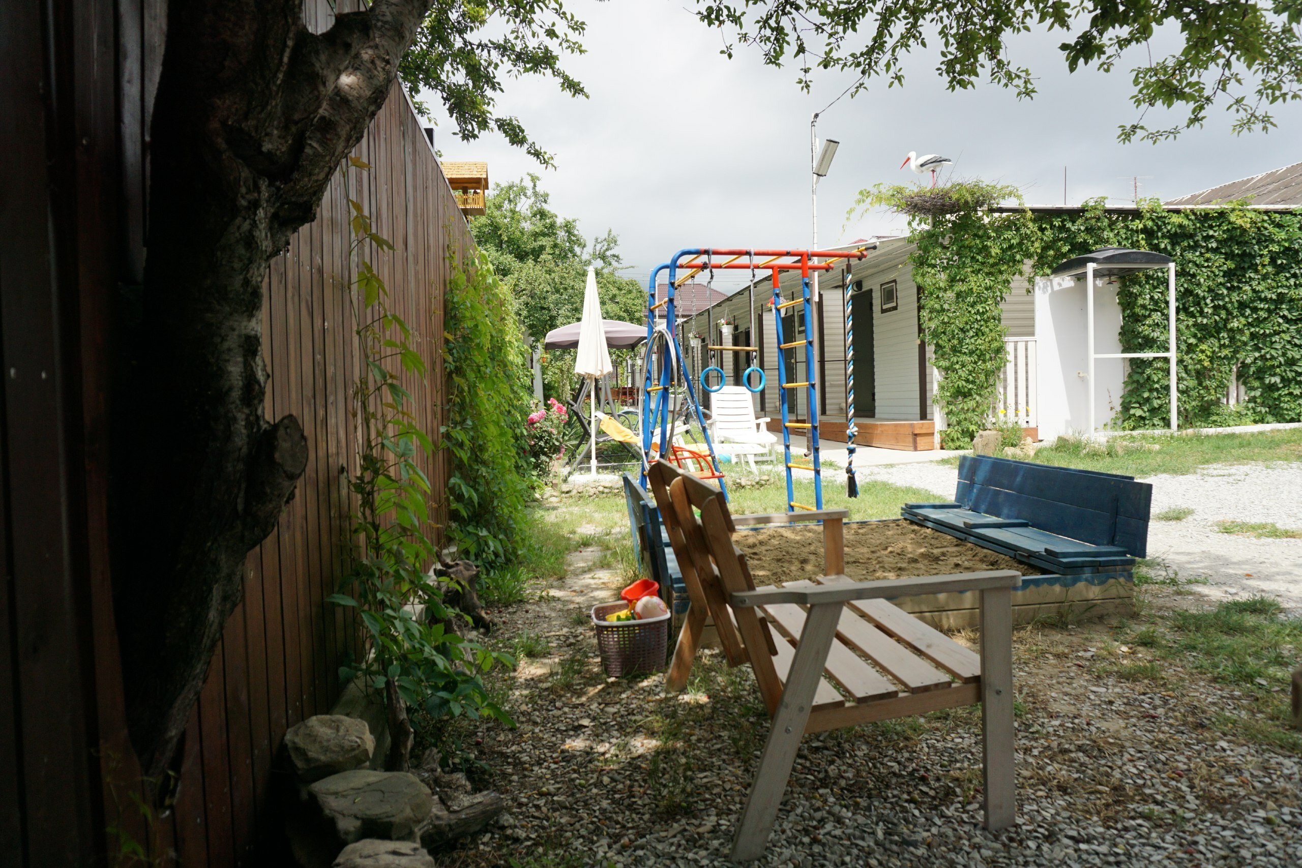 Фото Кофейное дерево