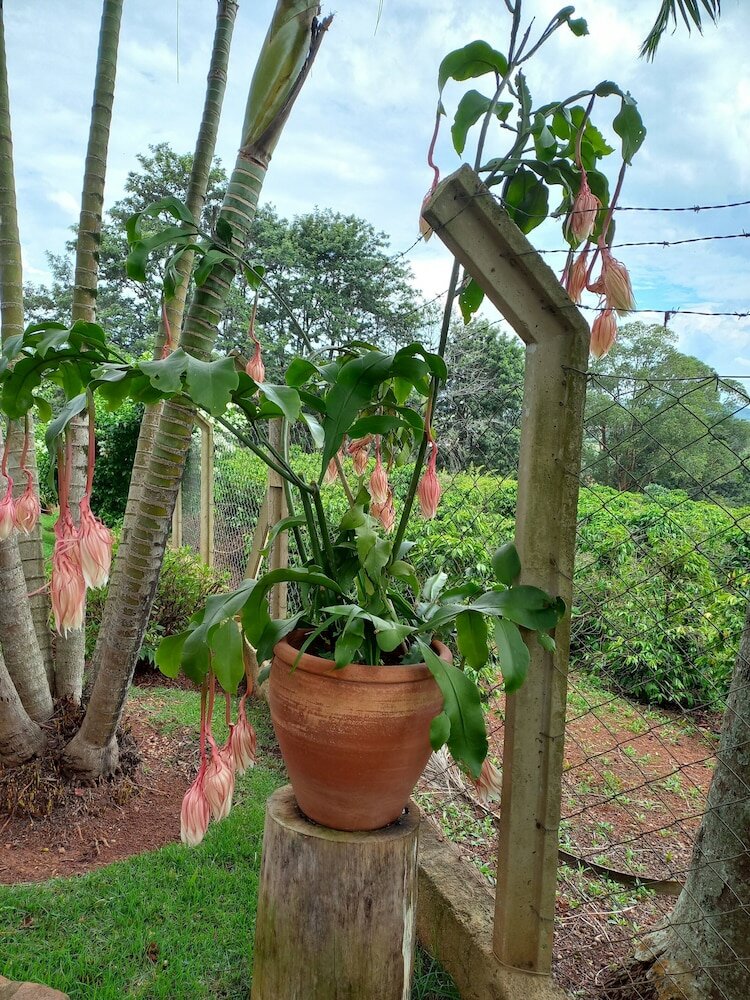 Фото Hirondelle Paraíso