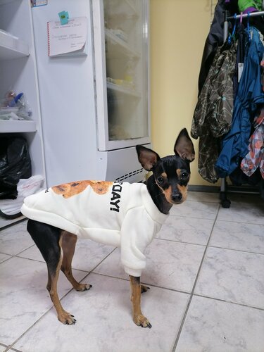 Аузына ақырын жағады